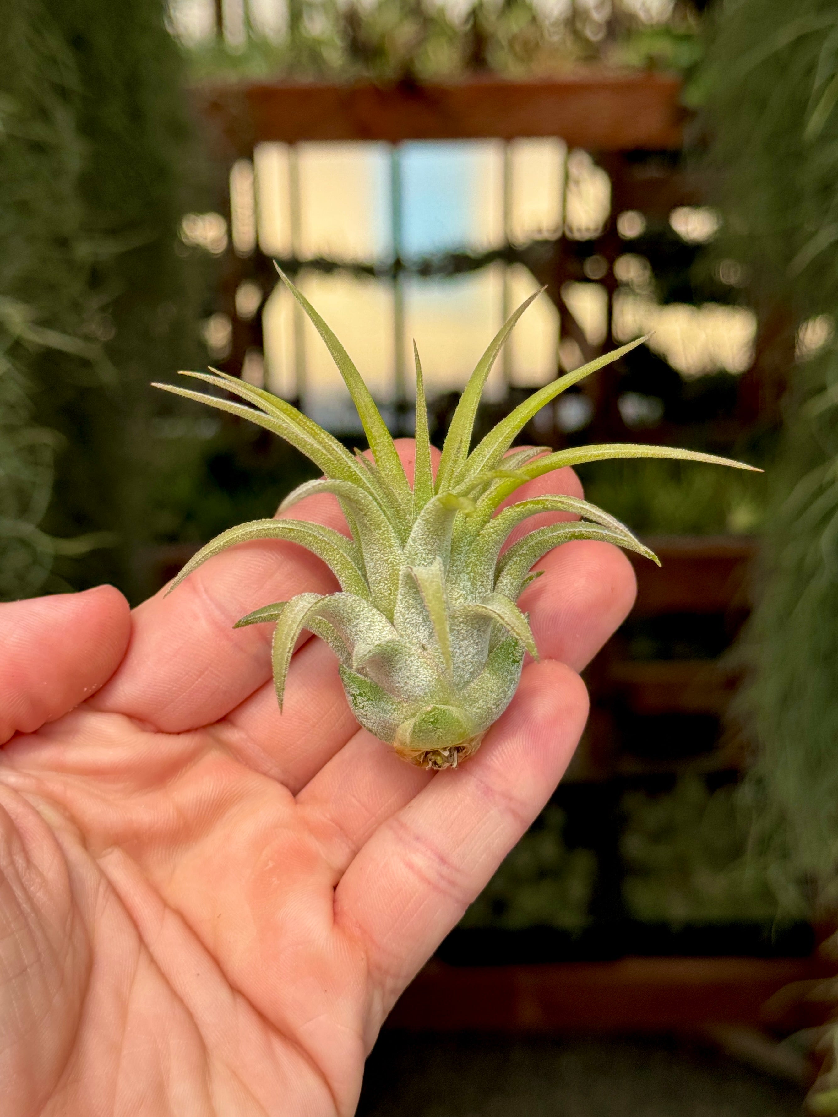 largest air plant species Ionantha Maxima Giant Form Medium