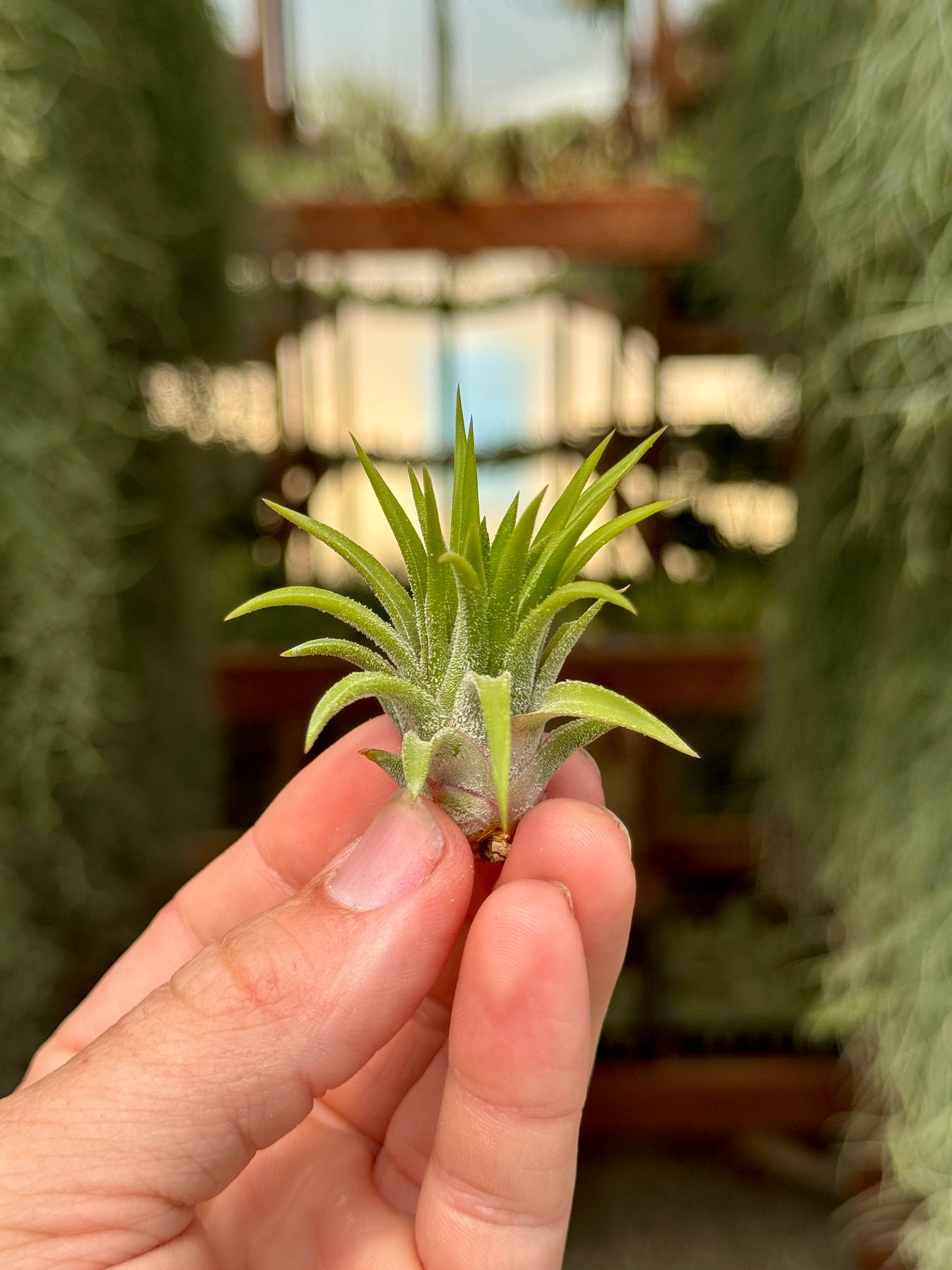 Ionantha Peach *Currently Green* – Air Plant Hub