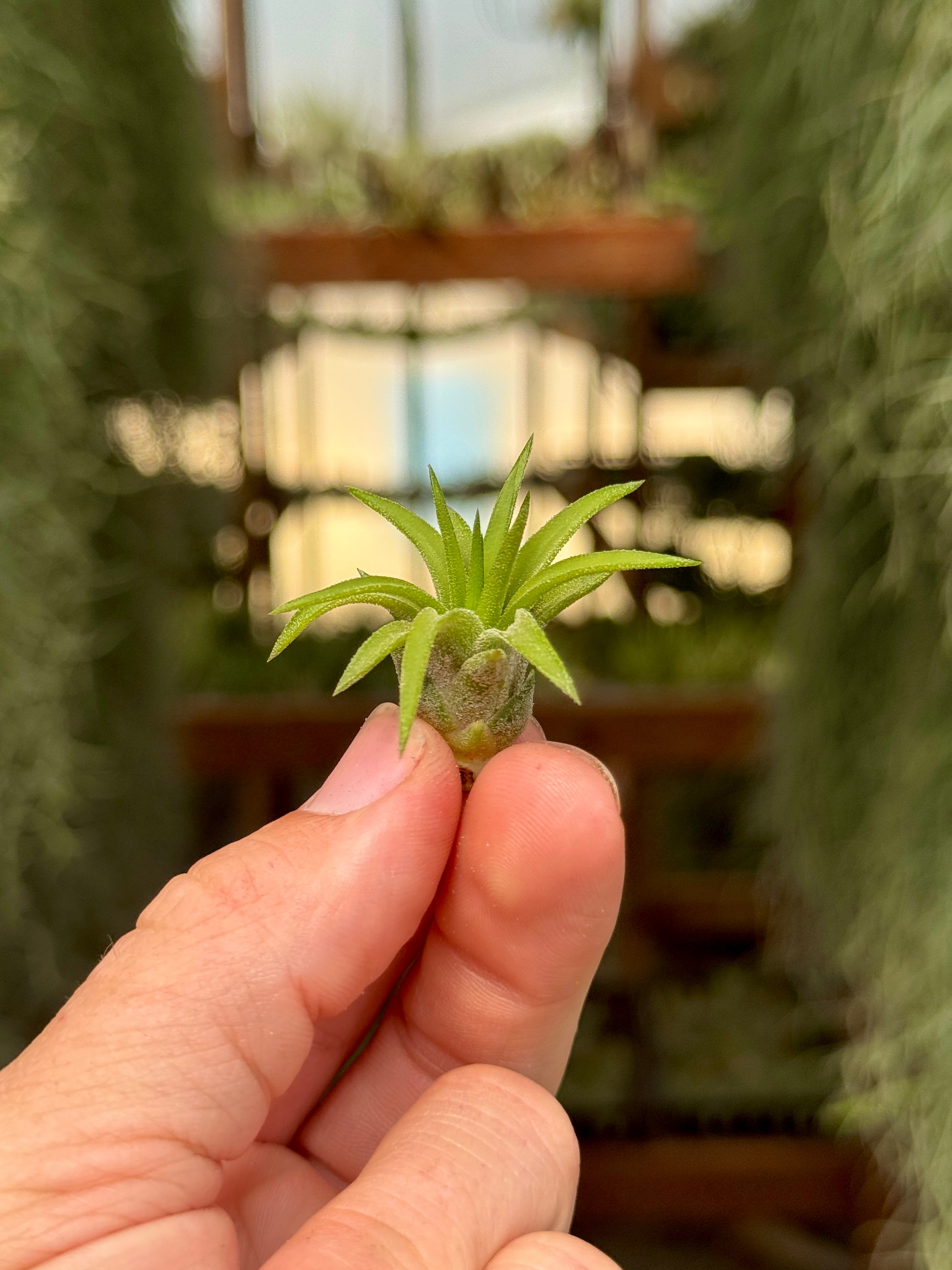 Ionantha Peach *Currently Green* – Air Plant Hub