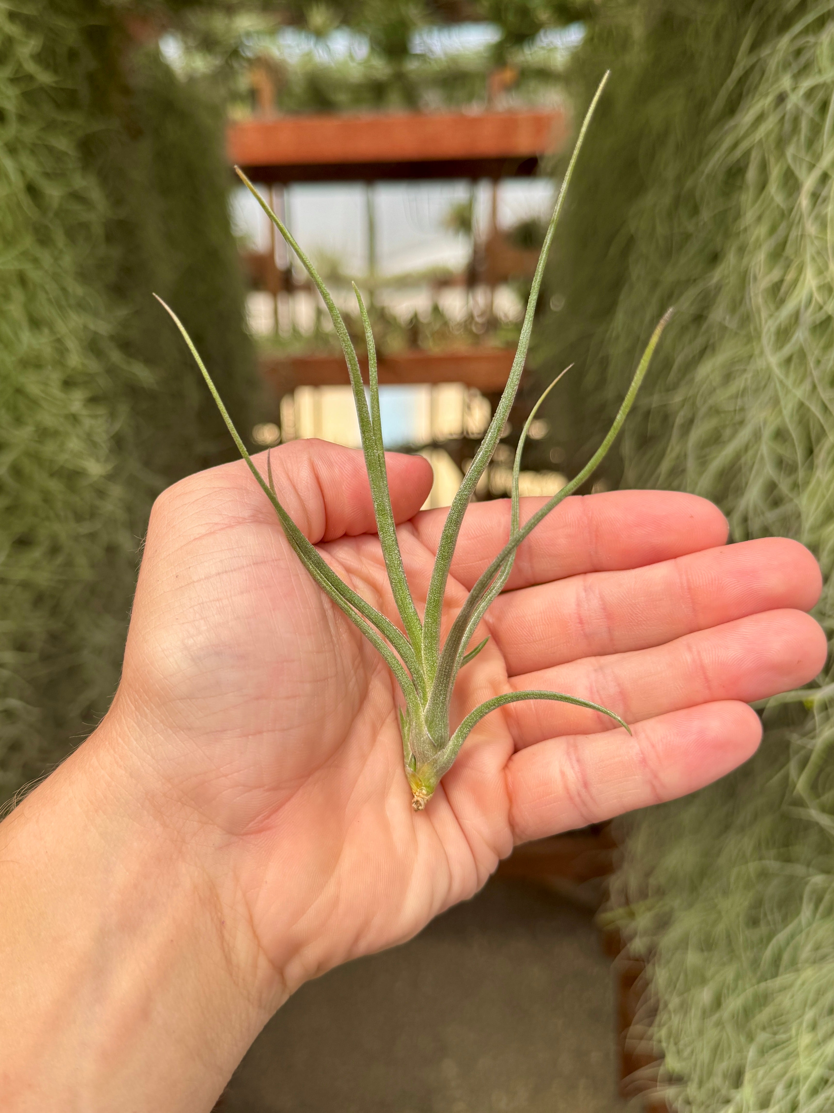 ベイレイ – Air Plant Hub