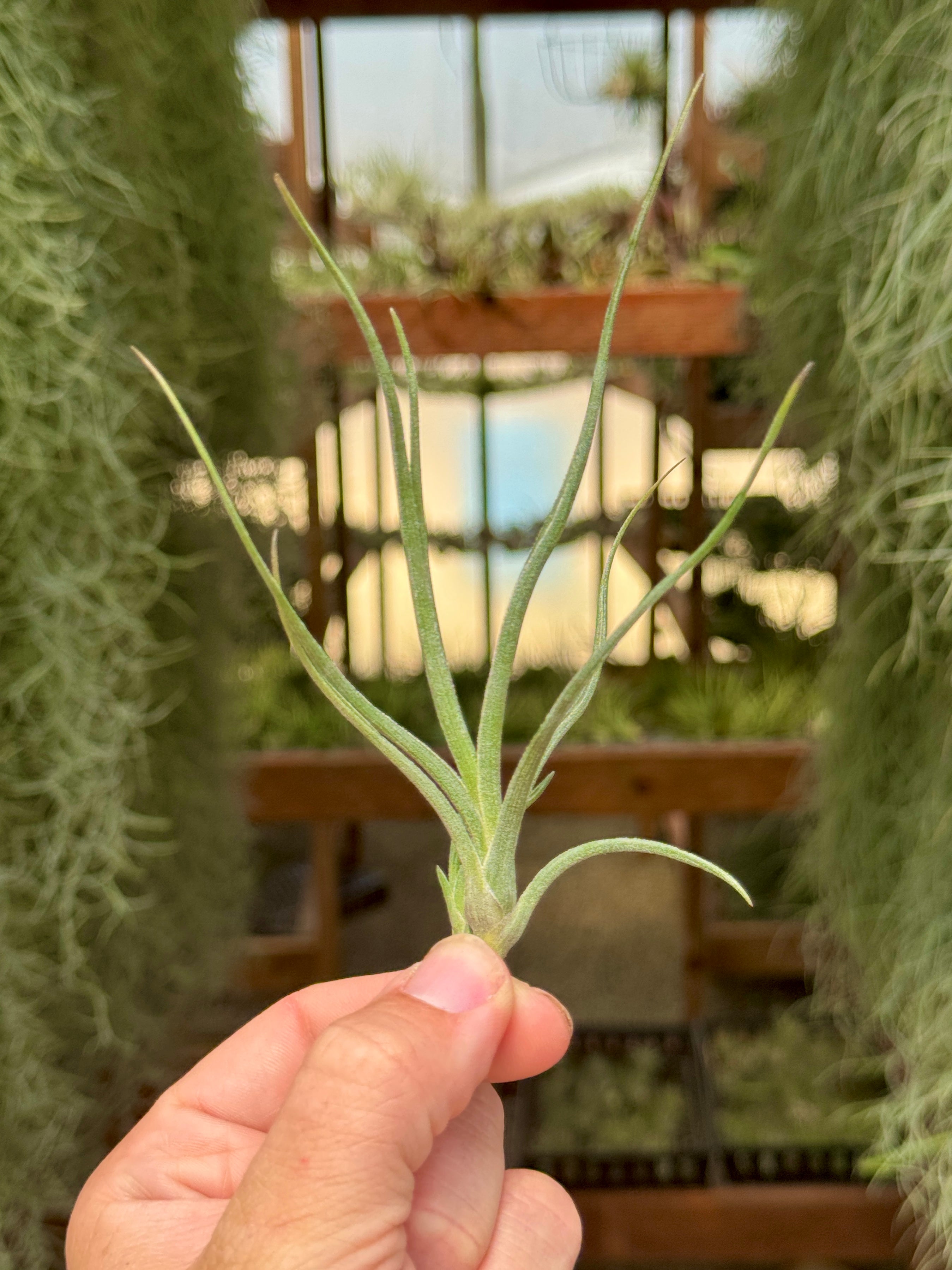 air plants native to texas Baileyi , (Native To Texas, USA!)