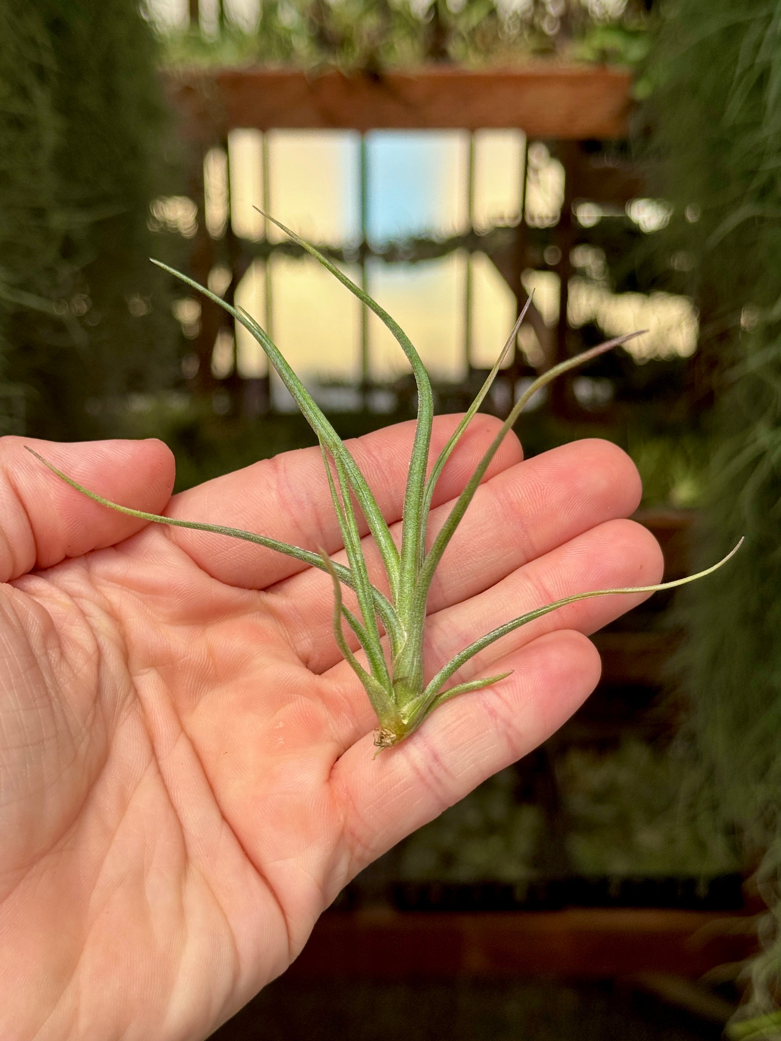 air plants native to texas Baileyi , (Native To Texas, USA!)