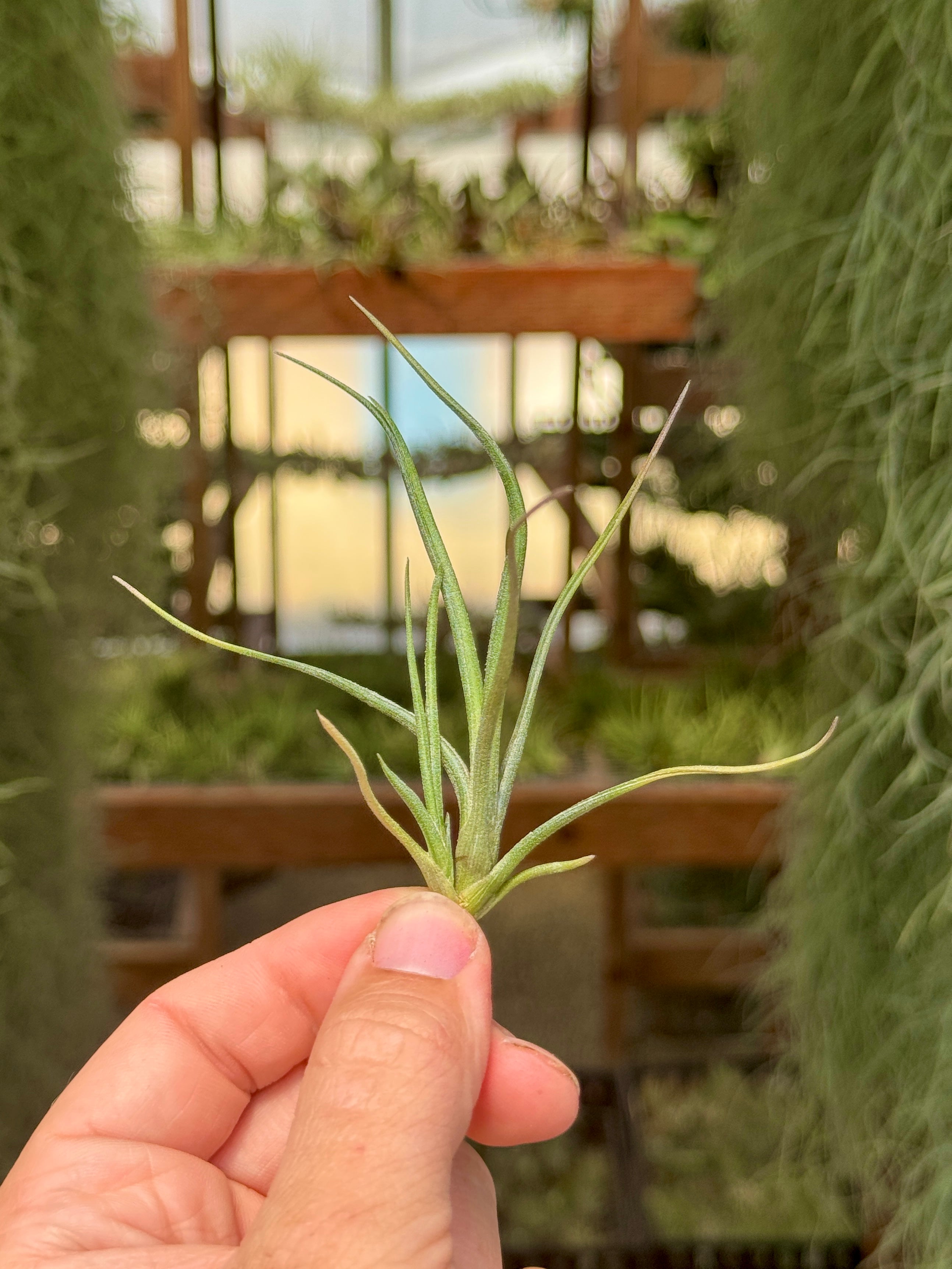 ベイレイ – Air Plant Hub