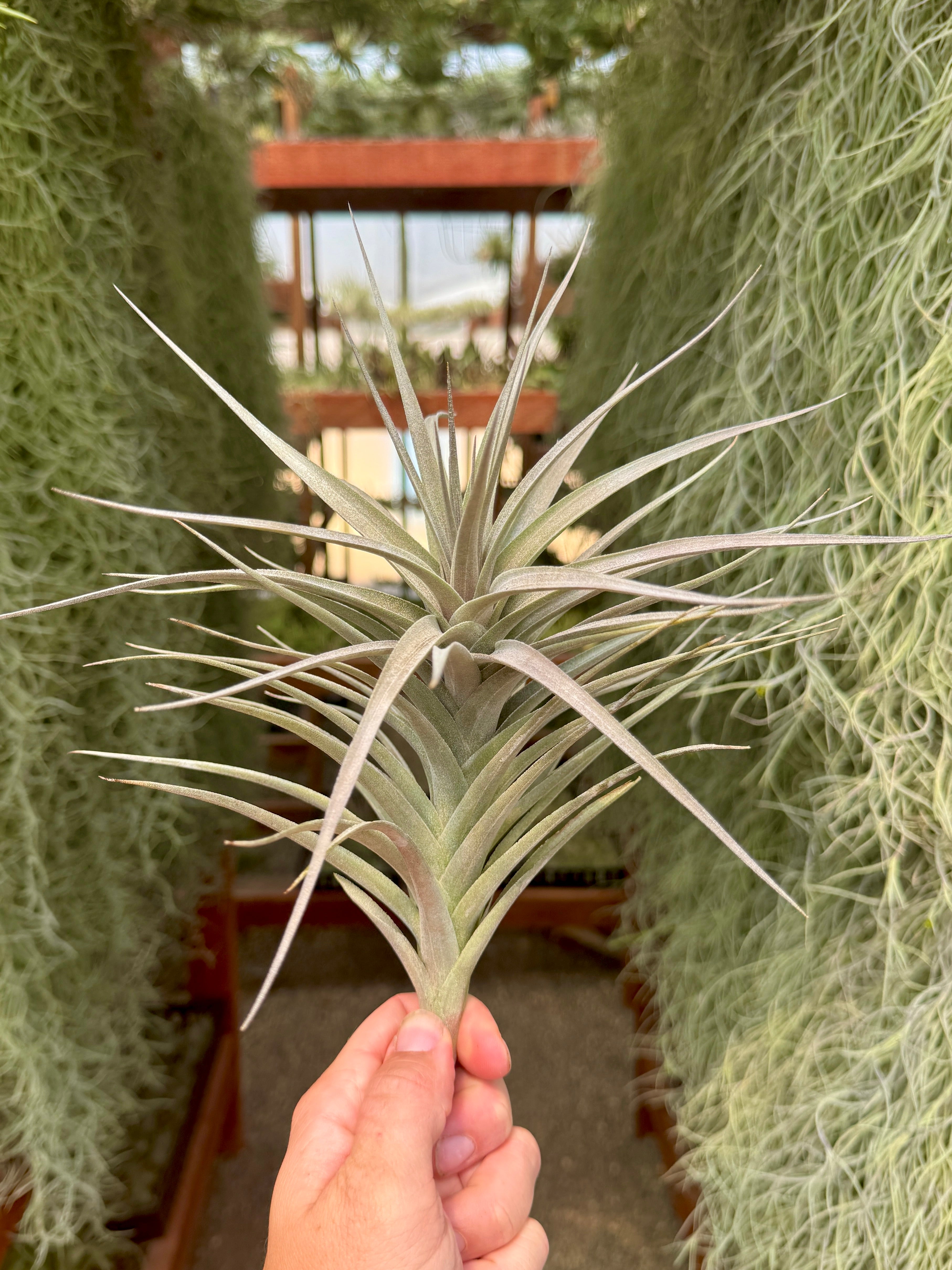 Purpurea Purple (Giant Form)