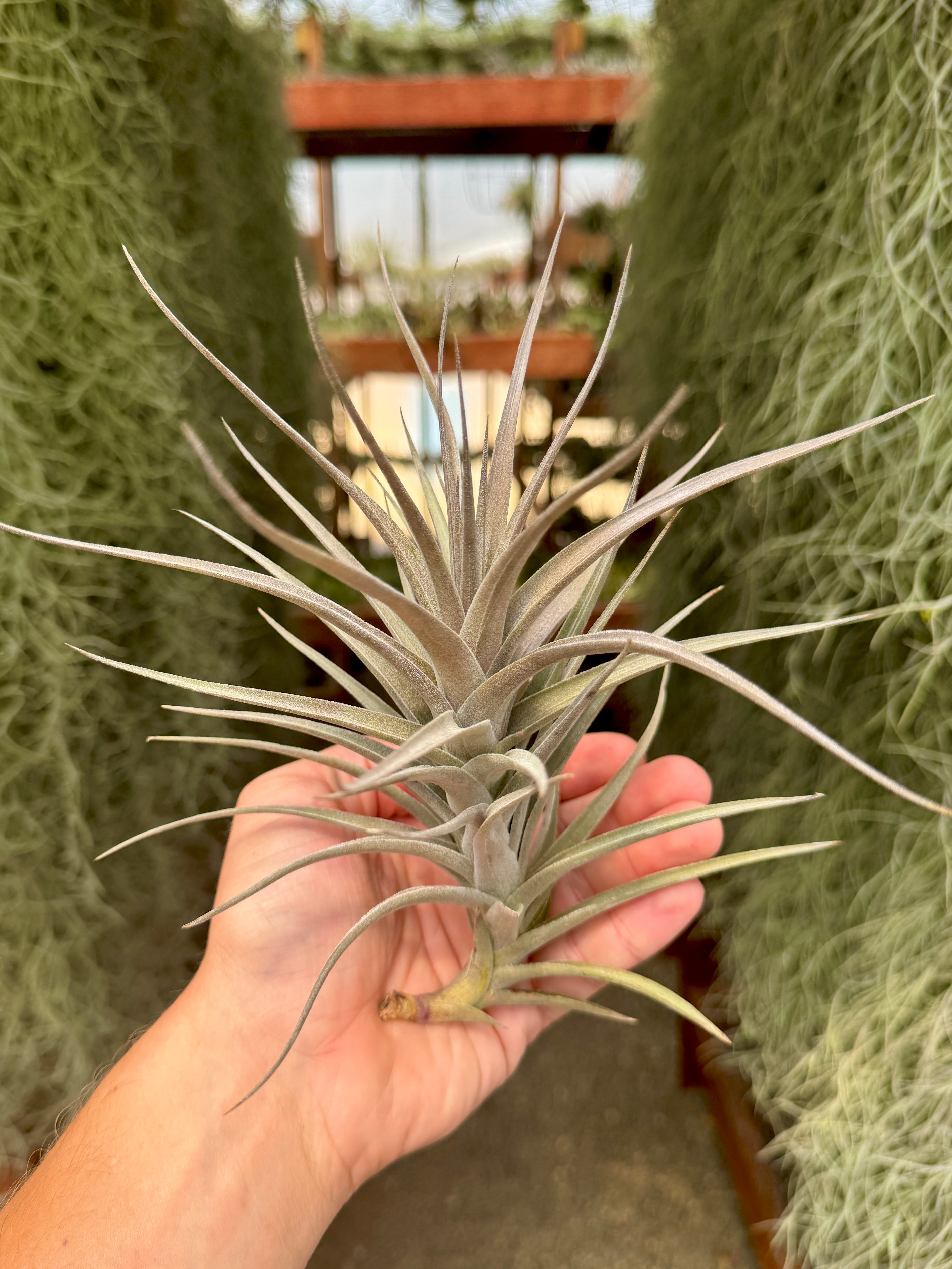 Purpurea Purple (Giant Form)