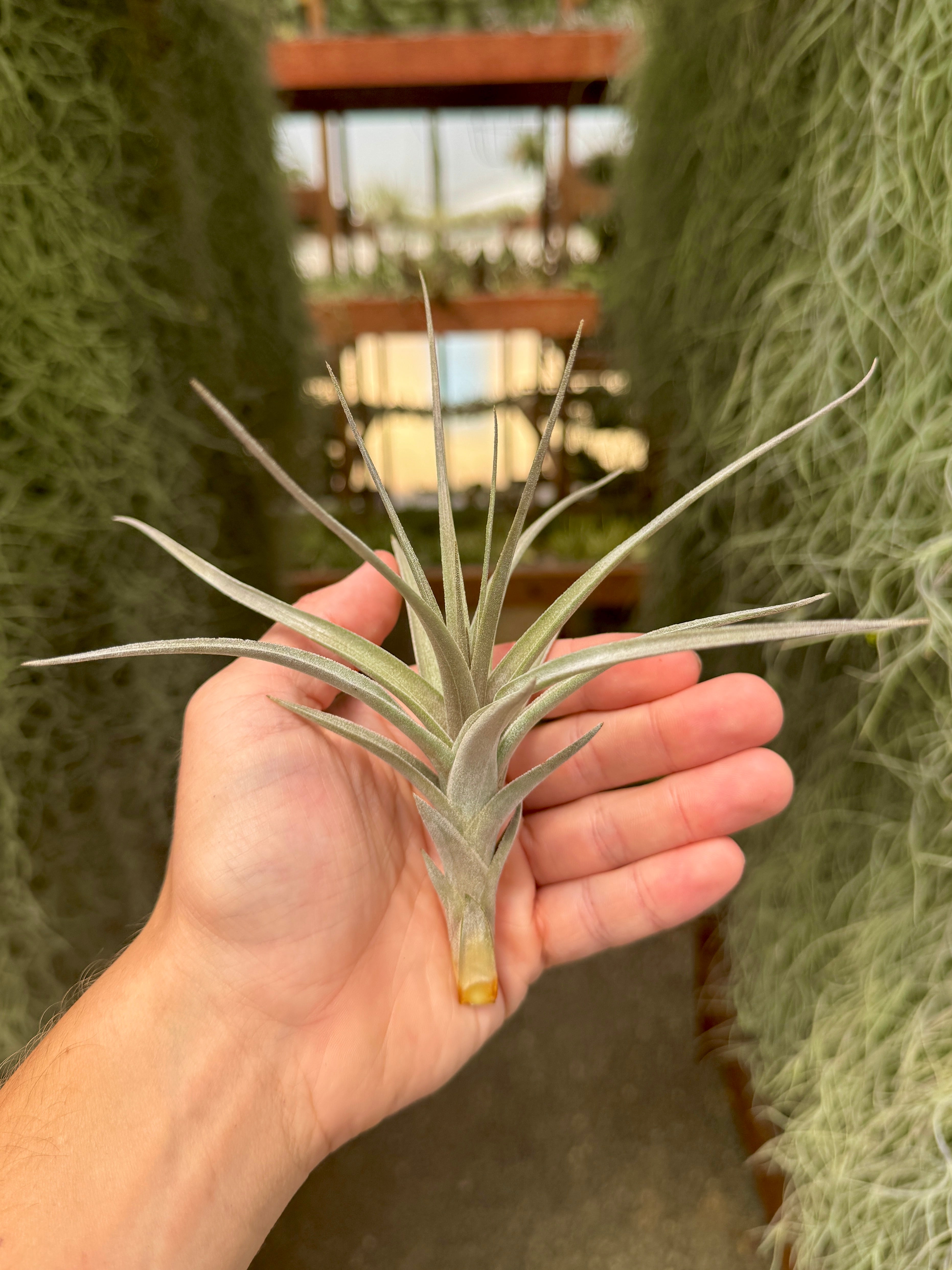 Purpurea Purple (Giant Form)