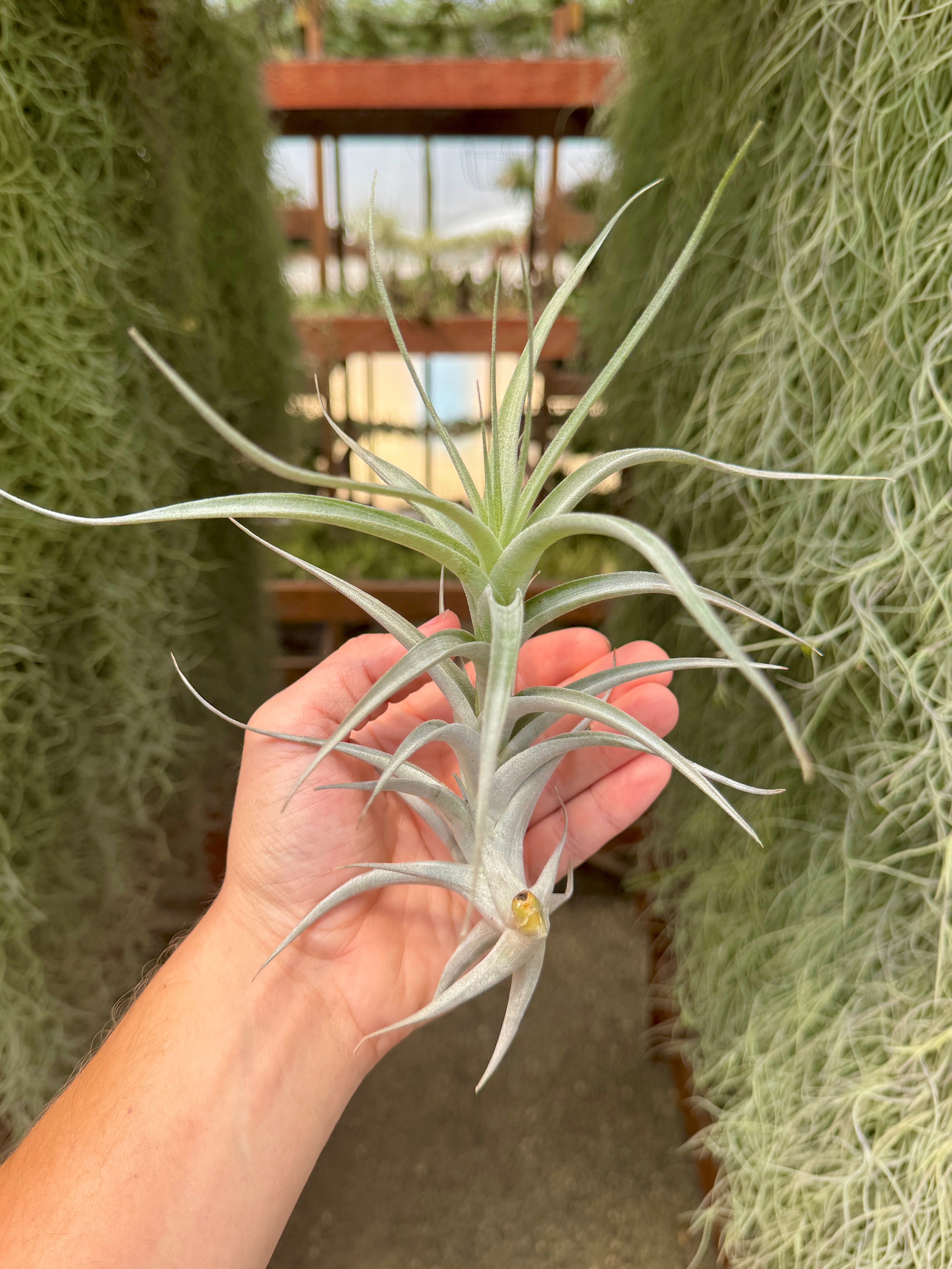 air plant in the philippines Albida