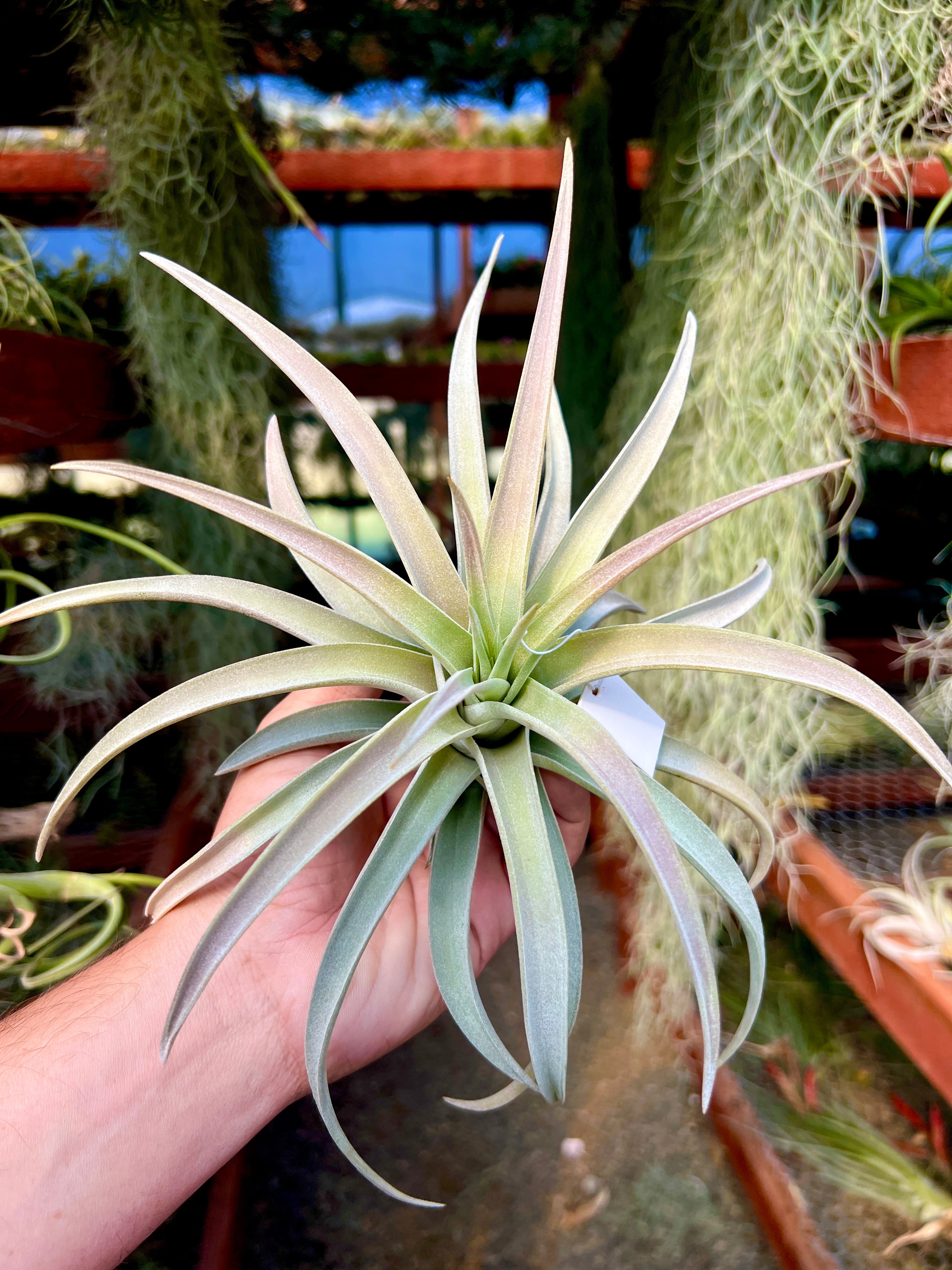 Premium Harrisii x Xerographica Thick Leaf