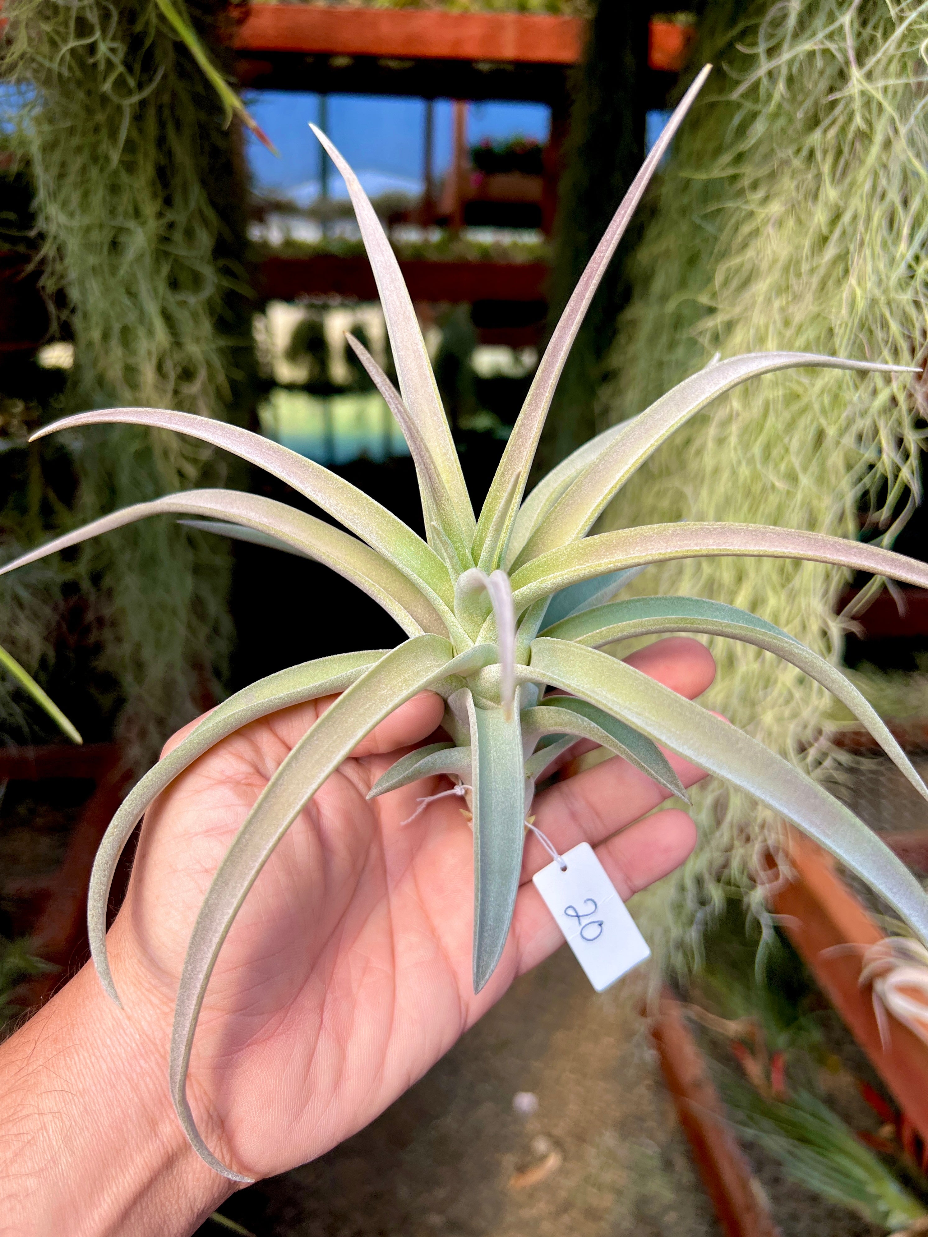 Premium Harrisii x Xerographica Thick Leaf