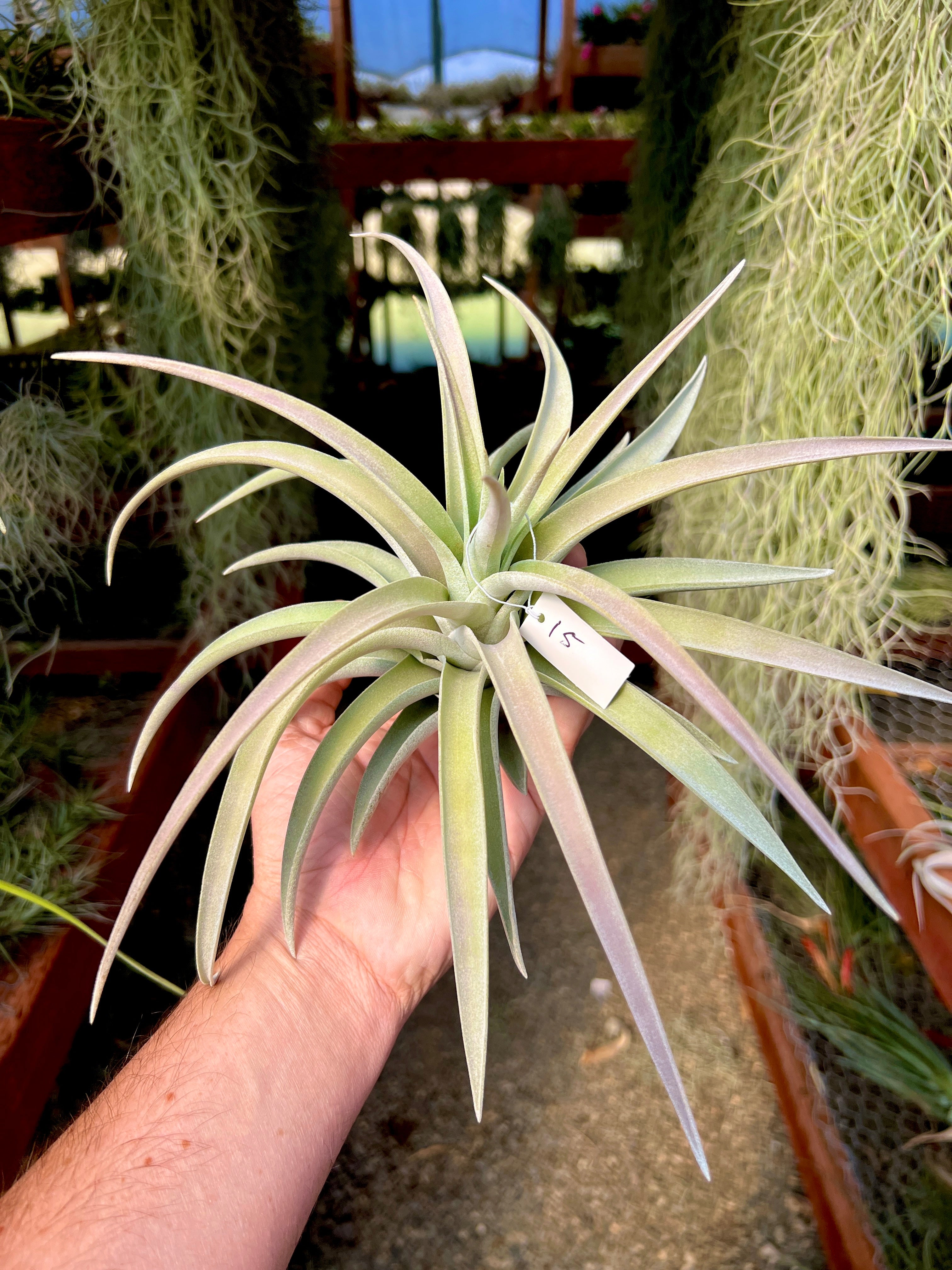Premium Harrisii x Xerographica Thick Leaf