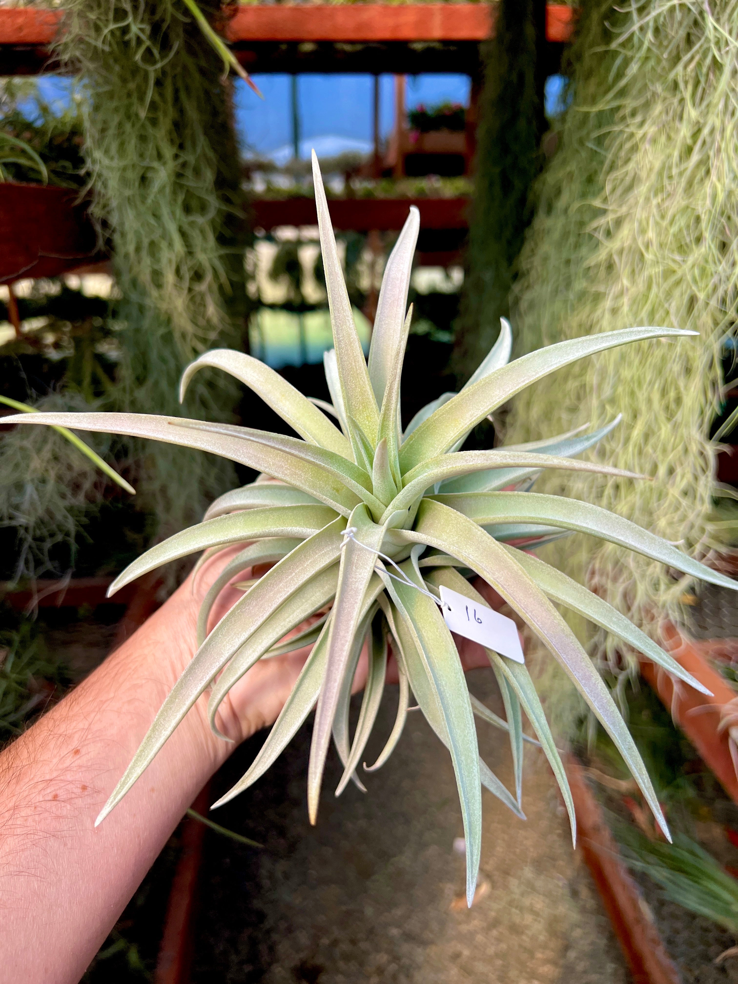 Premium Harrisii x Xerographica Thick Leaf