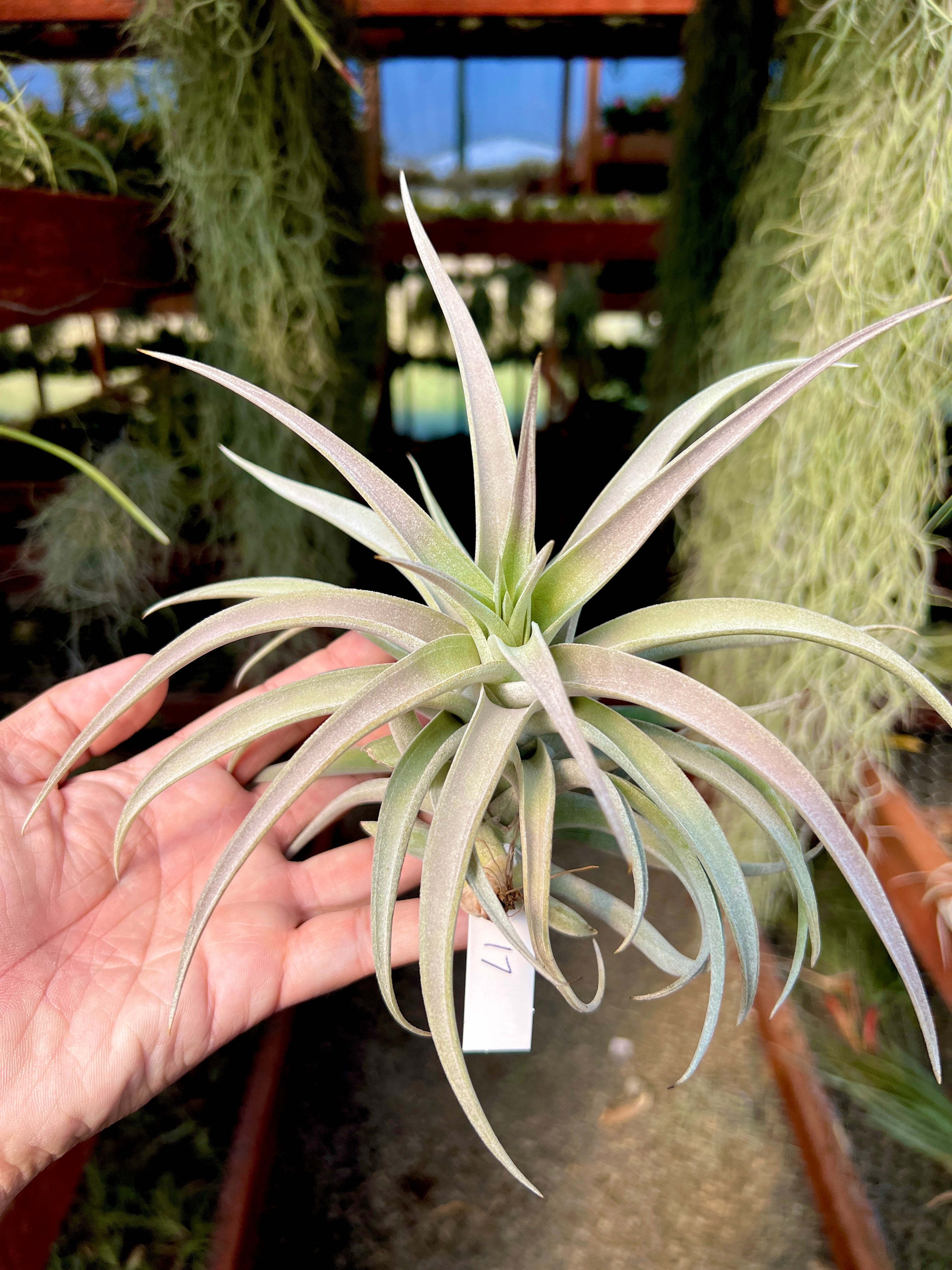 Premium Harrisii x Xerographica Thick Leaf