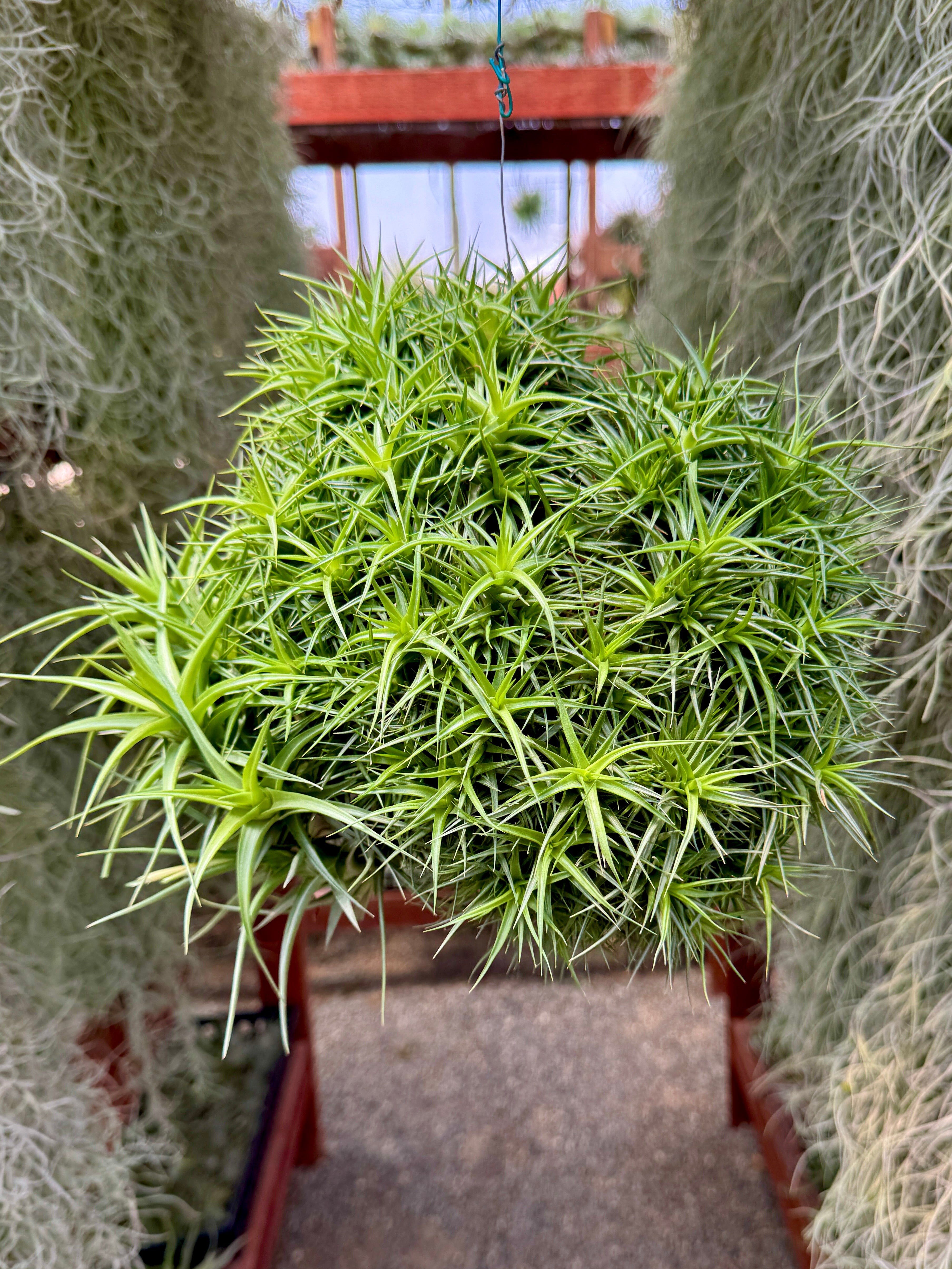 Aeranthos Miniata balls on hanging wire