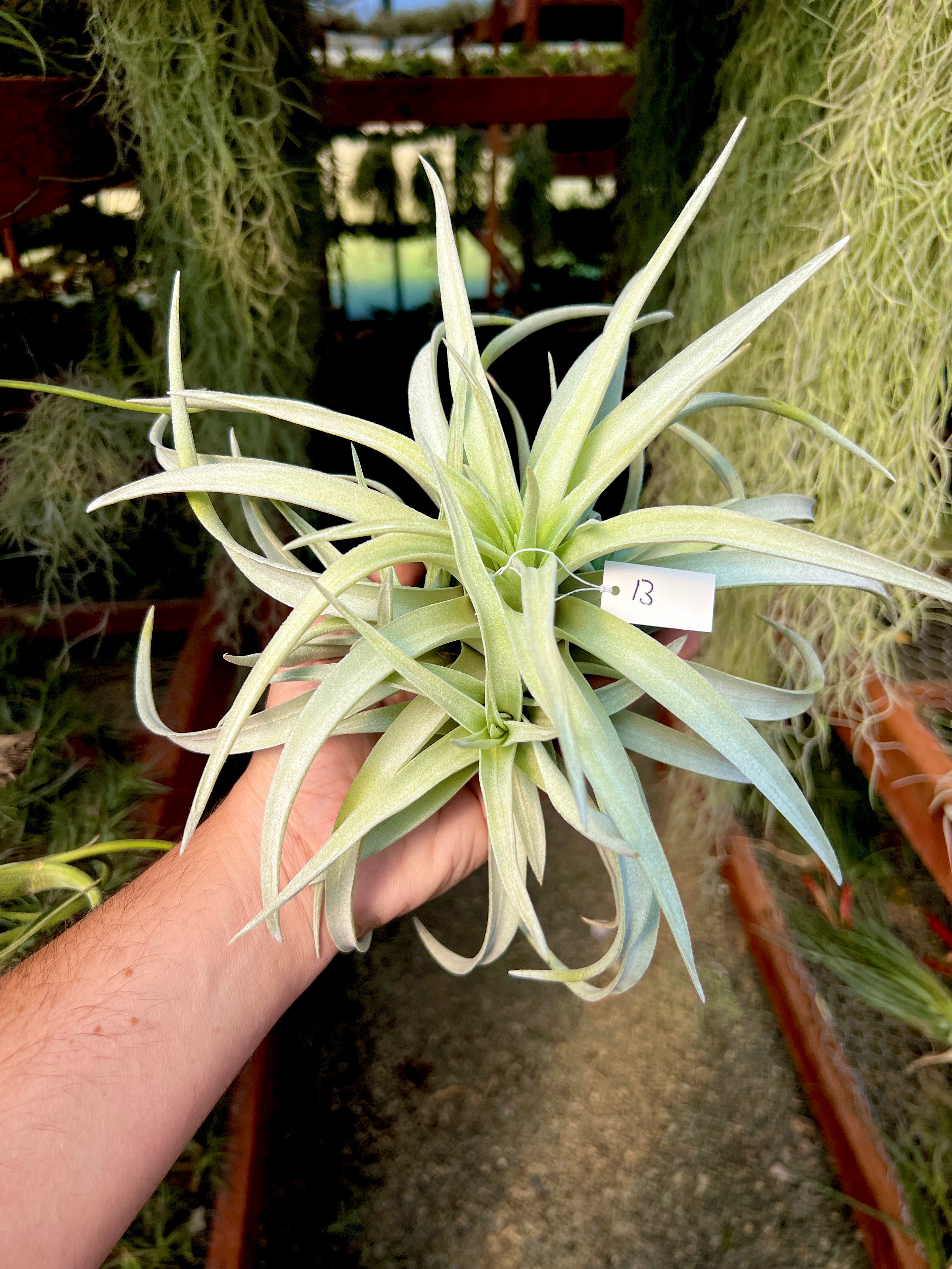 Premium Harrisii x Xerographica Thick Leaf – Air Plant Hub