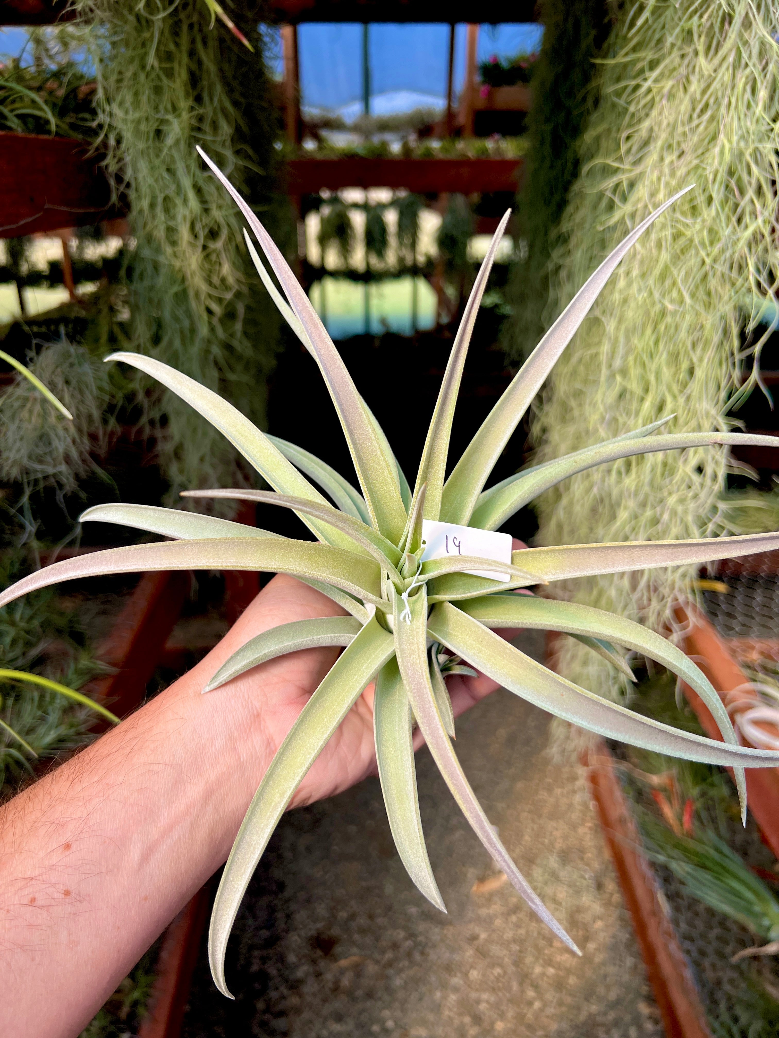 Premium Harrisii x Xerographica Thick Leaf