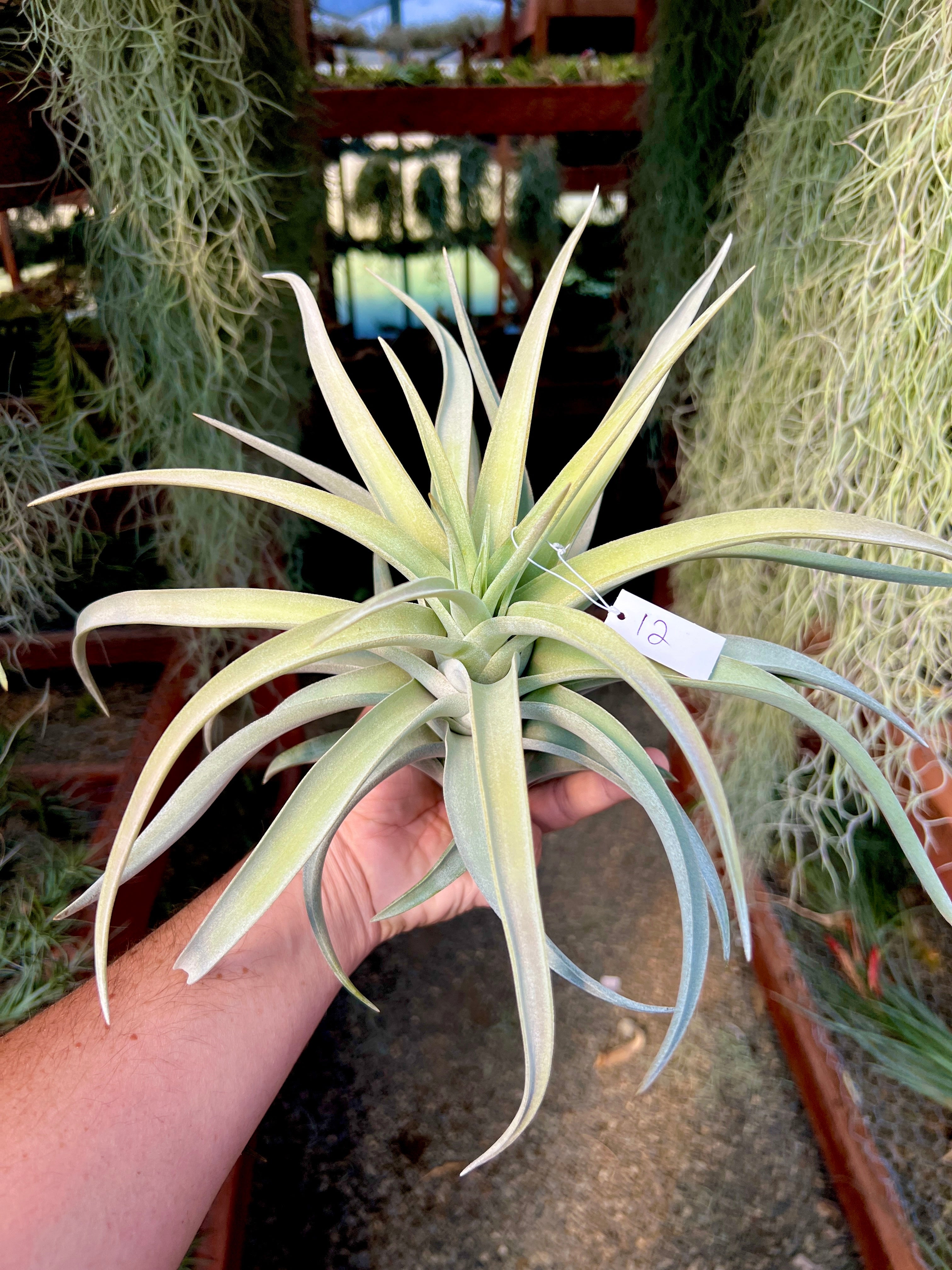 Premium Harrisii x Xerographica Thick Leaf