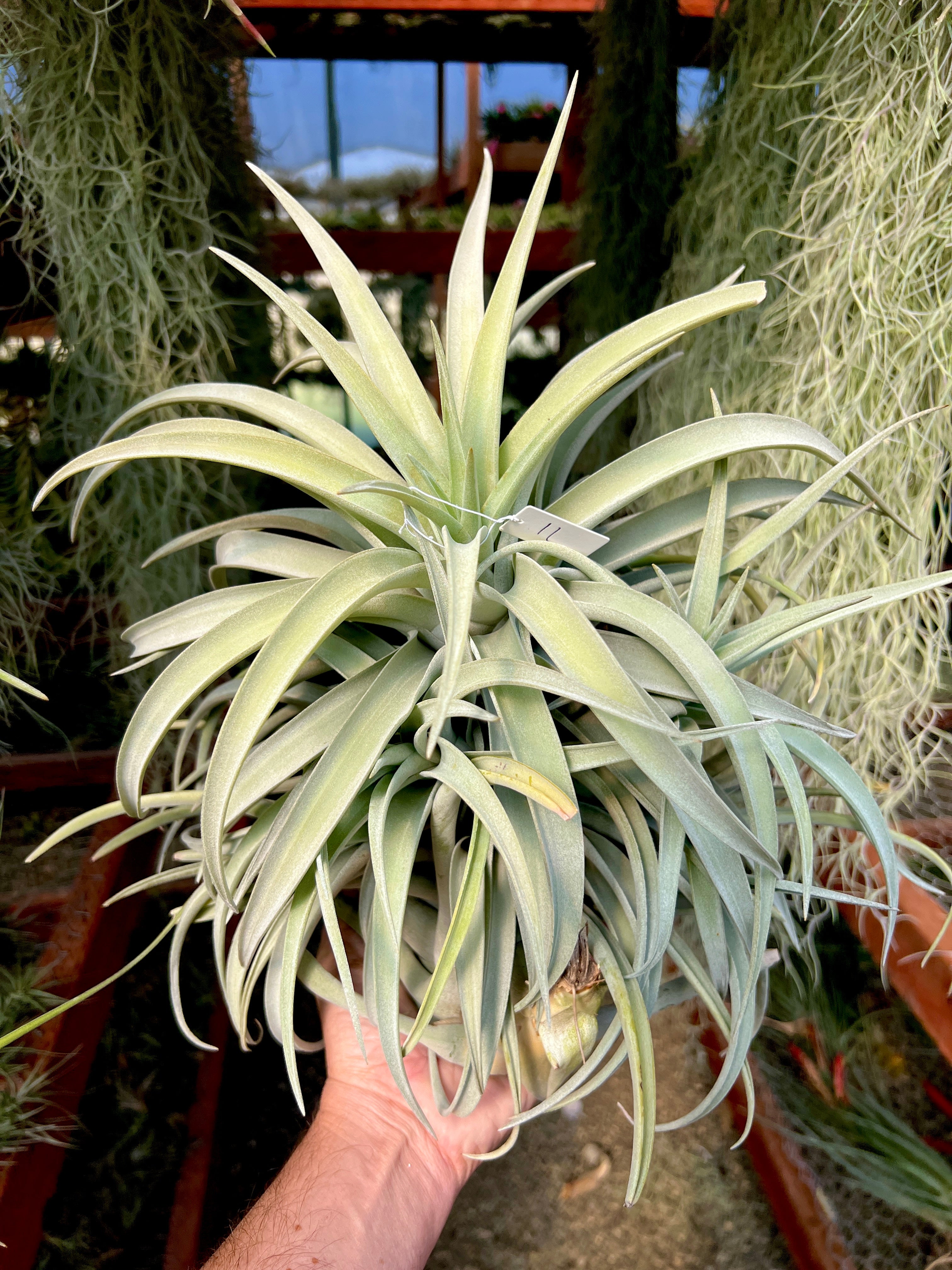 Premium Harrisii x Xerographica Thick Leaf