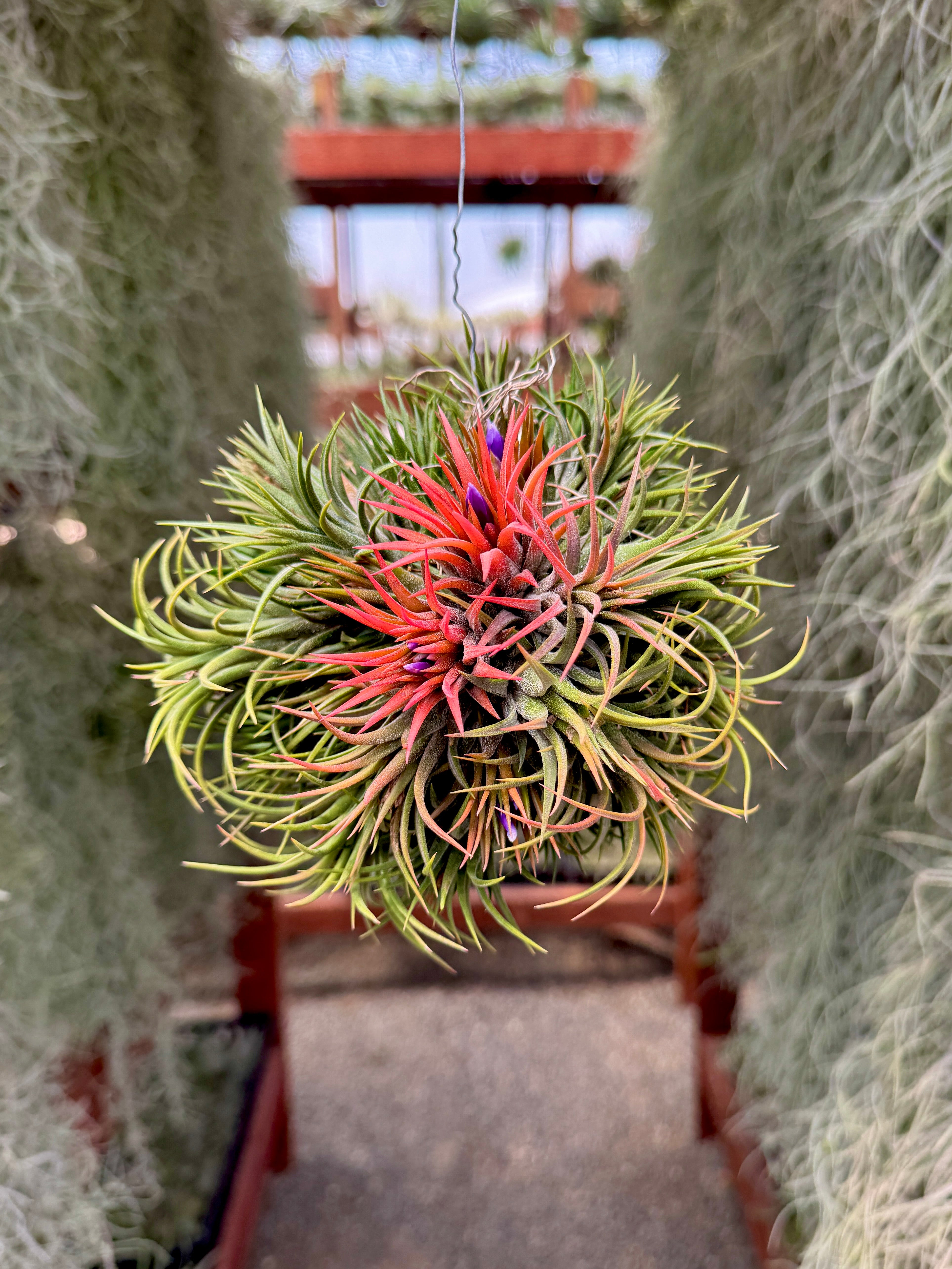 XL デンス イオナンタ 吊り下げ標本 – Air Plant Hub