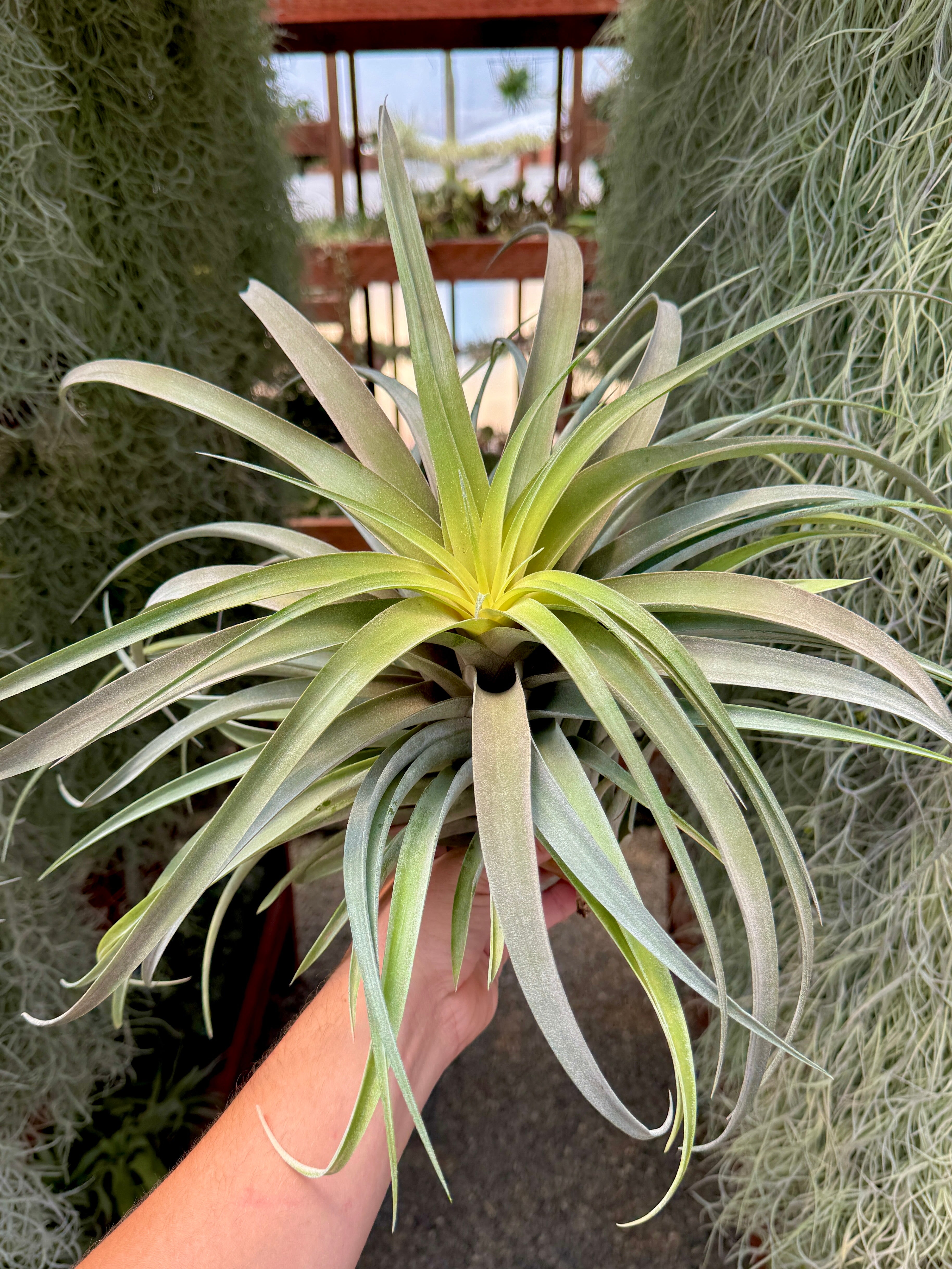 X Betty XXL Select <br> *Exact Plant Pictured*