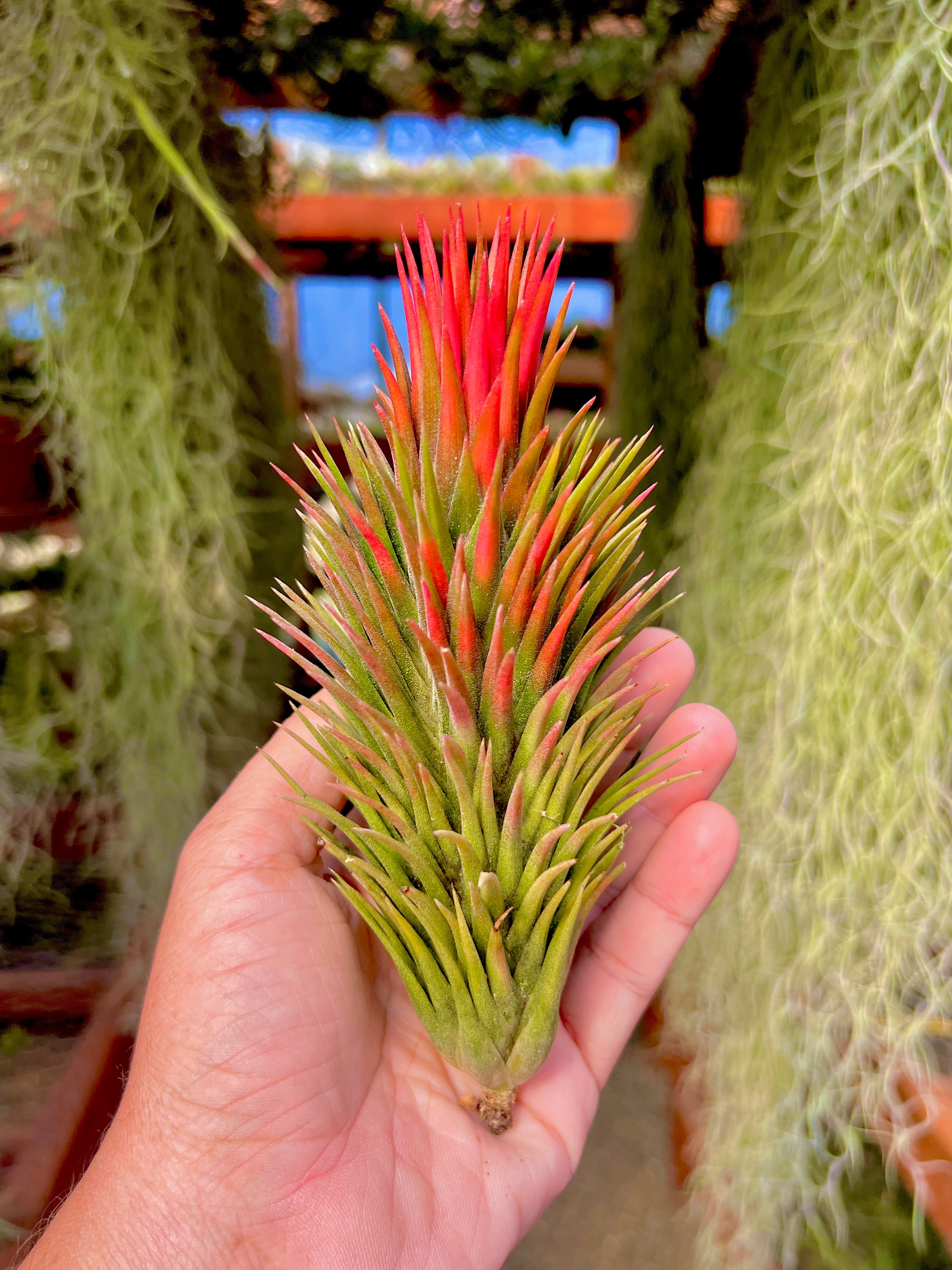 Collector's Specials (Updated 11/23/18) – Air Plant Hub