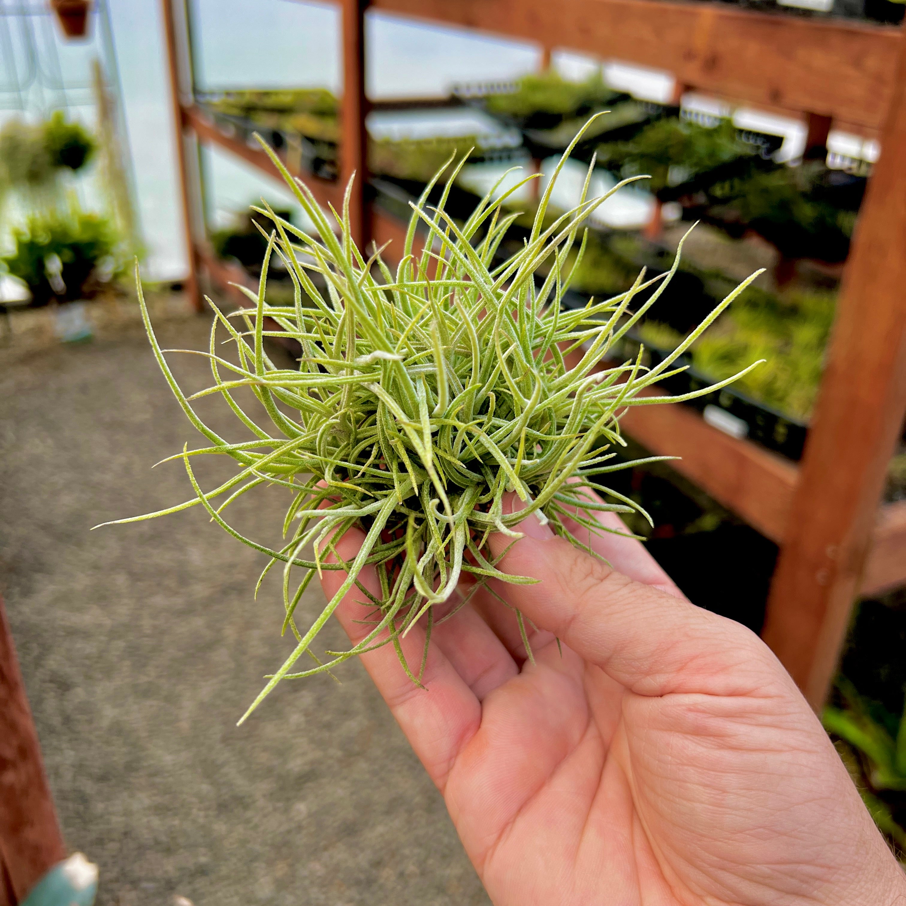 robertas air plants Recurvata – Air Plant Hub