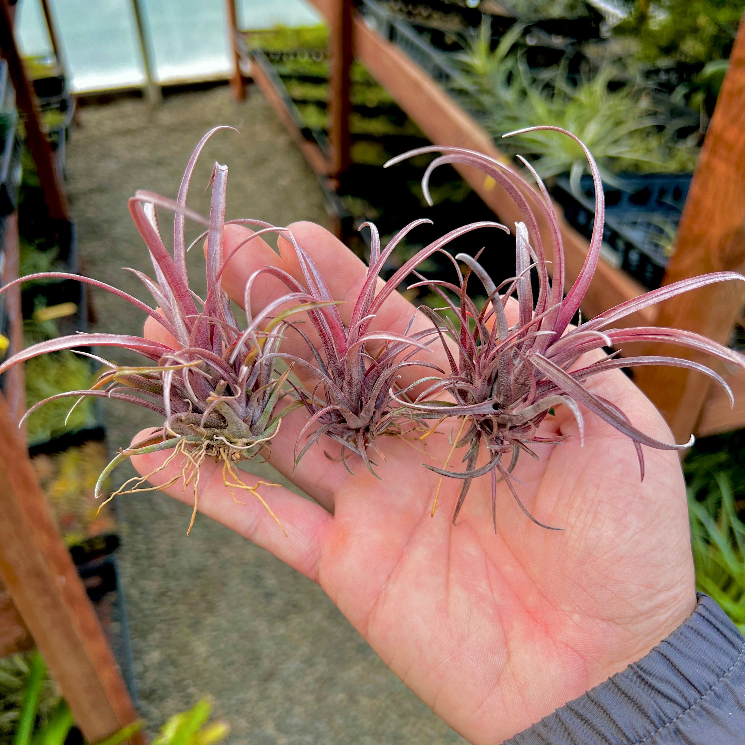 Capitata v Domingensis (Purple!) <br> Small Capitata Variety