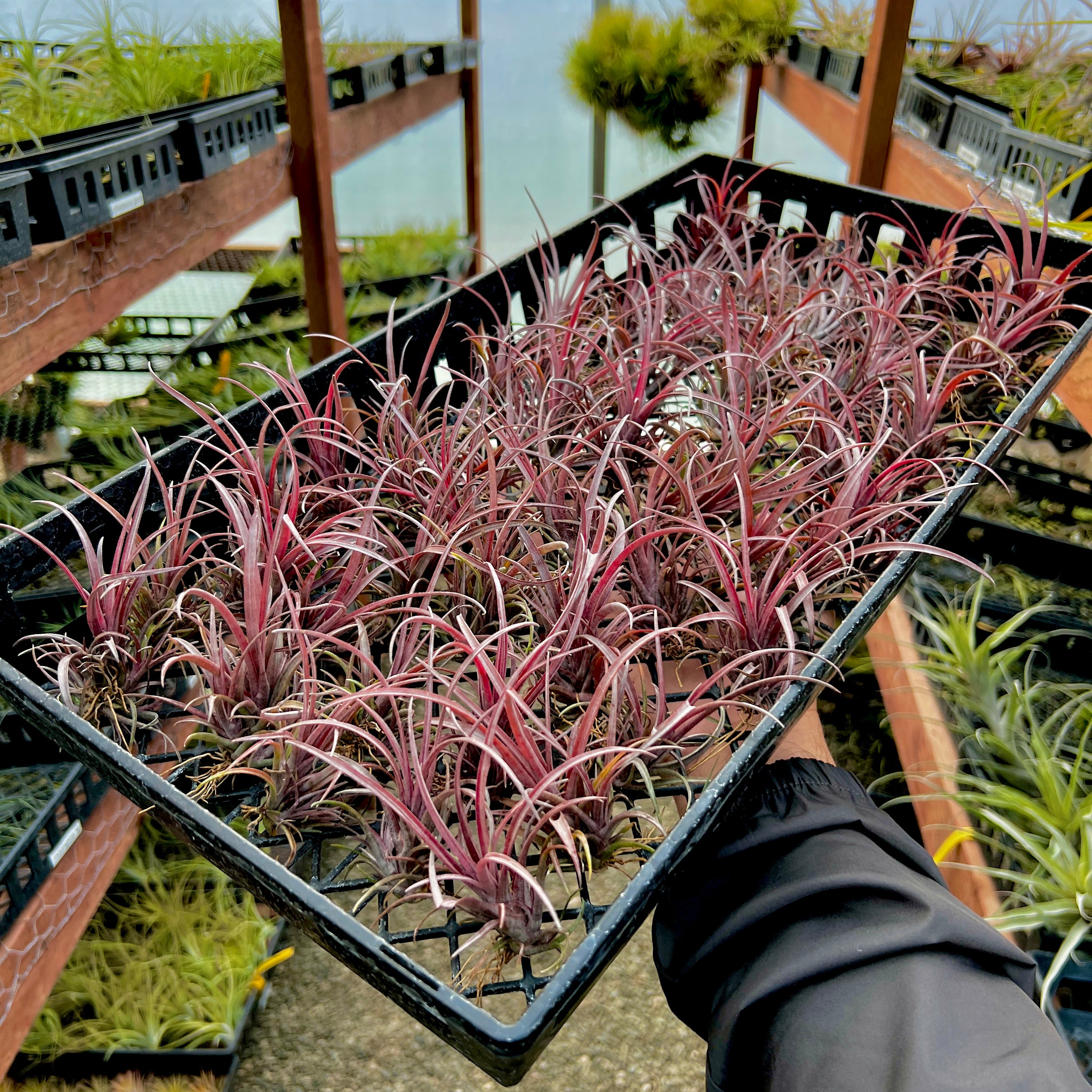 Capitata v Domingensis (Purple!) <br> Small Capitata Variety