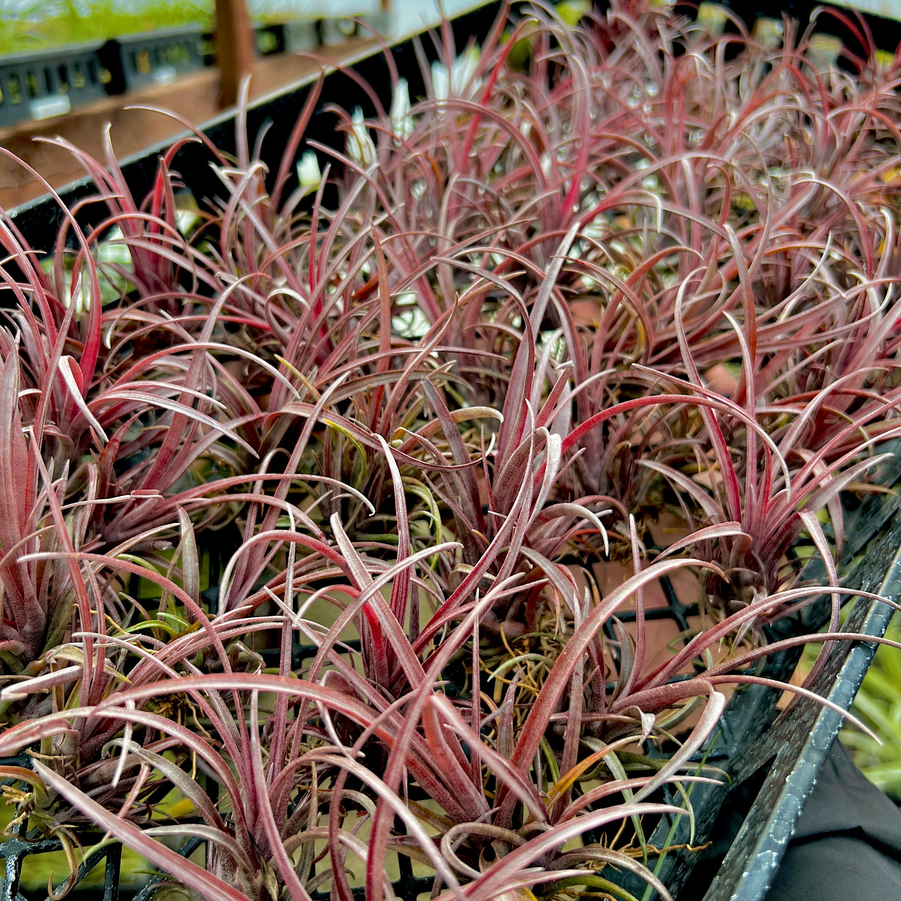 Capitata v Domingensis (Purple!) <br> Small Capitata Variety