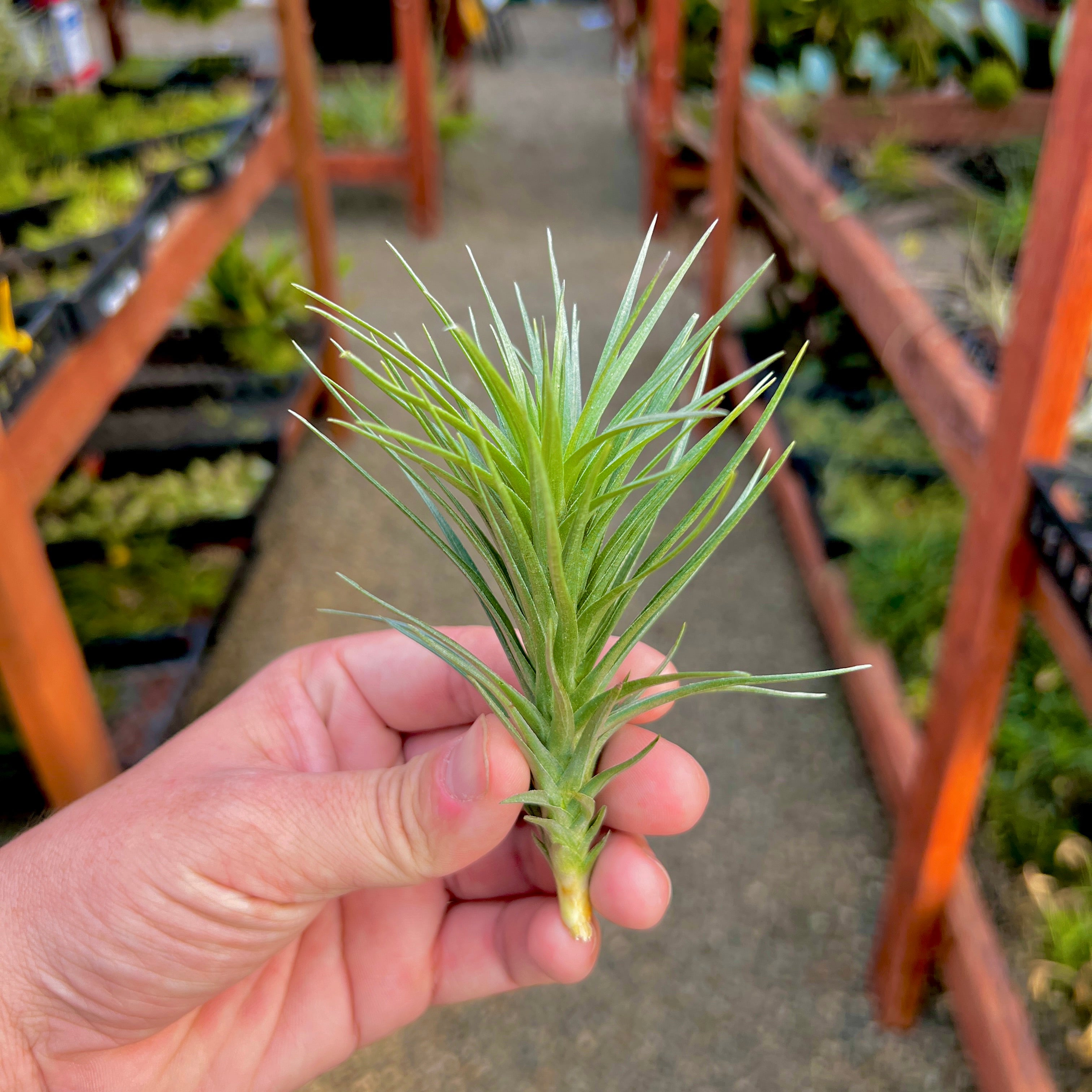 Araujei x Tenuifolia <br> (Beginner Friendly!)