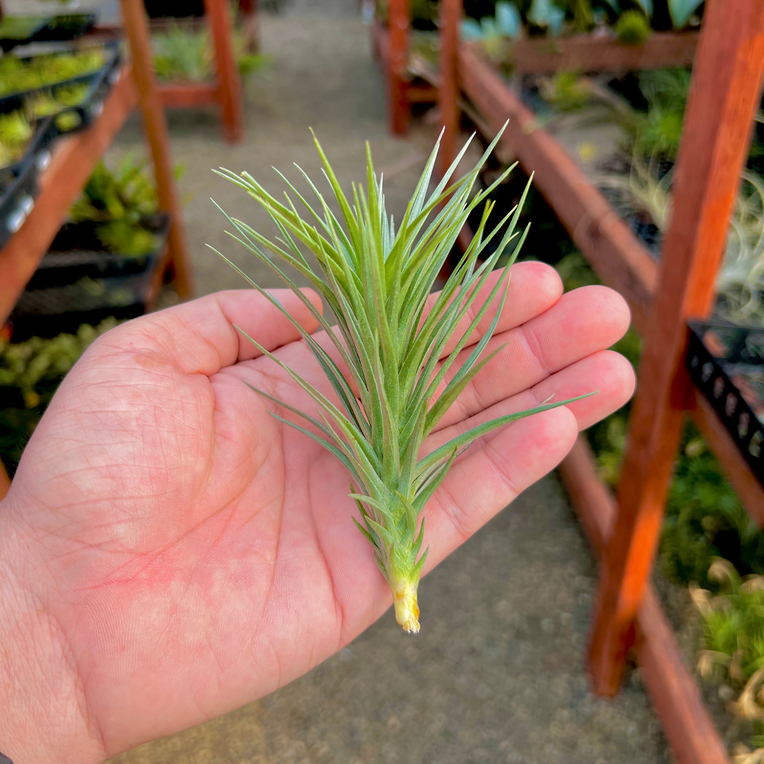 Araujei x Tenuifolia <br> (Beginner Friendly!)