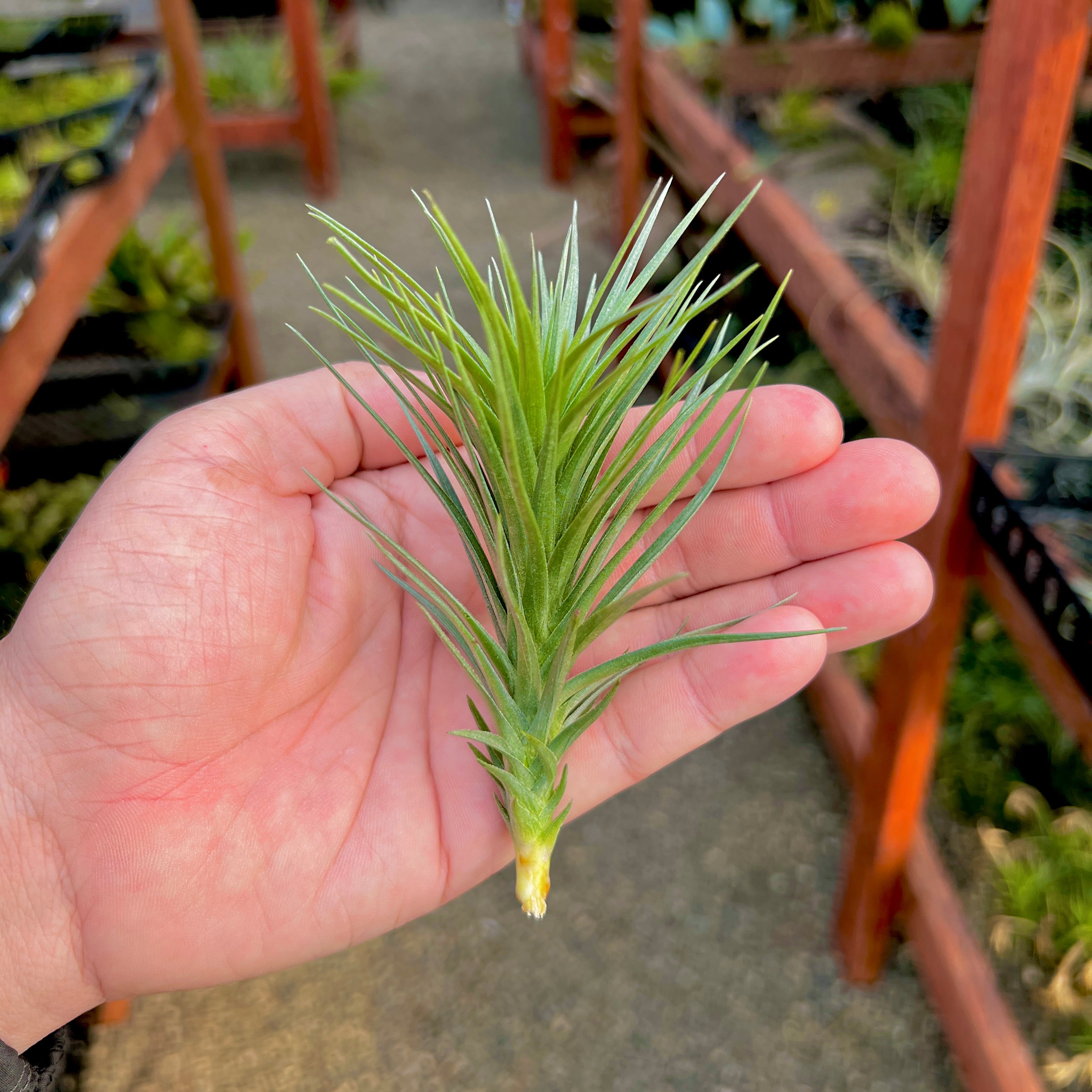 Araujei x Tenuifolia <br> (Beginner Friendly!)