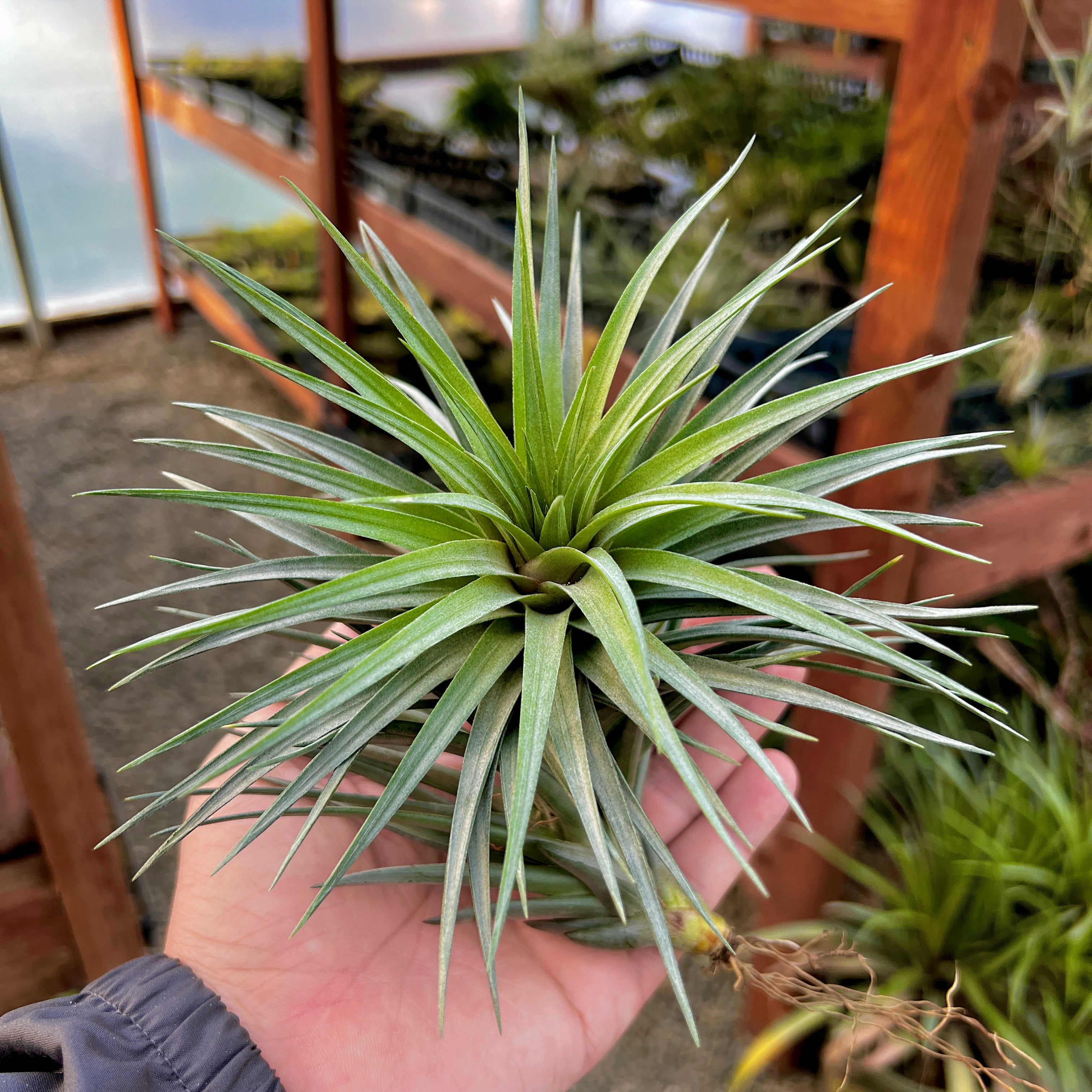 Stricta 'Starry Night' HUGE XL <br> (APH TOP PICK)