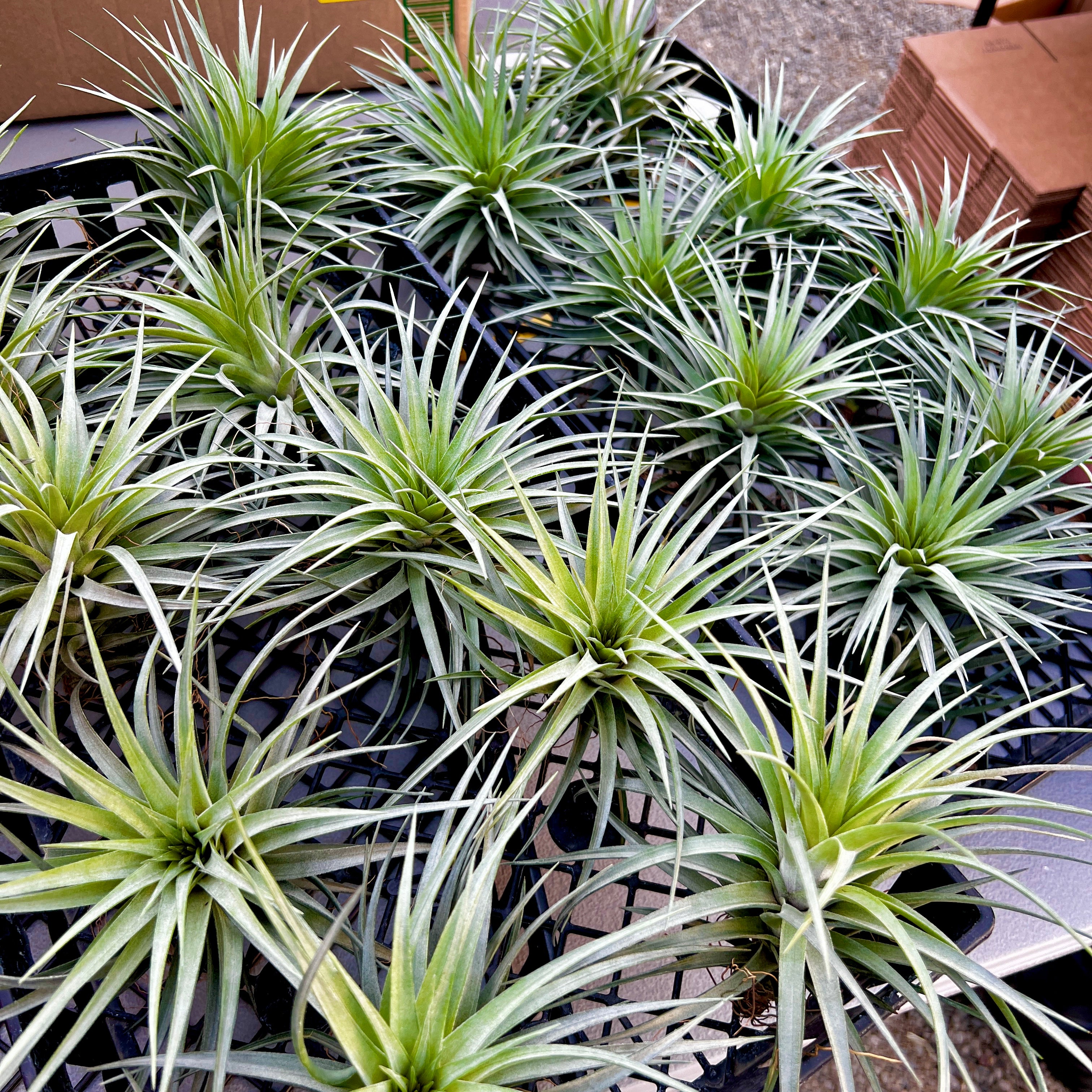 Stricta 'Starry Night' <br> (APH TOP PICK)