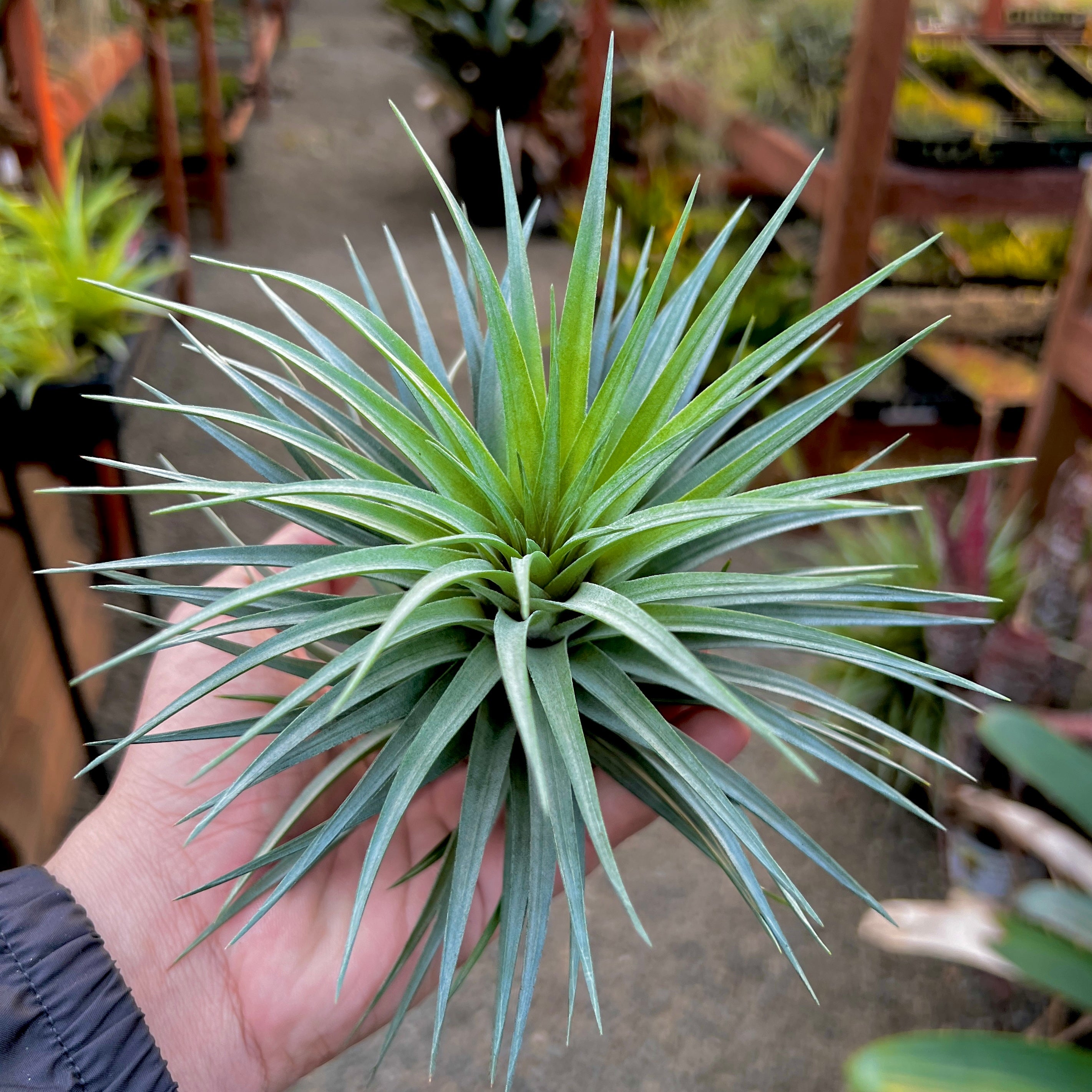 Stricta 'Starry Night' <br> (APH TOP PICK)