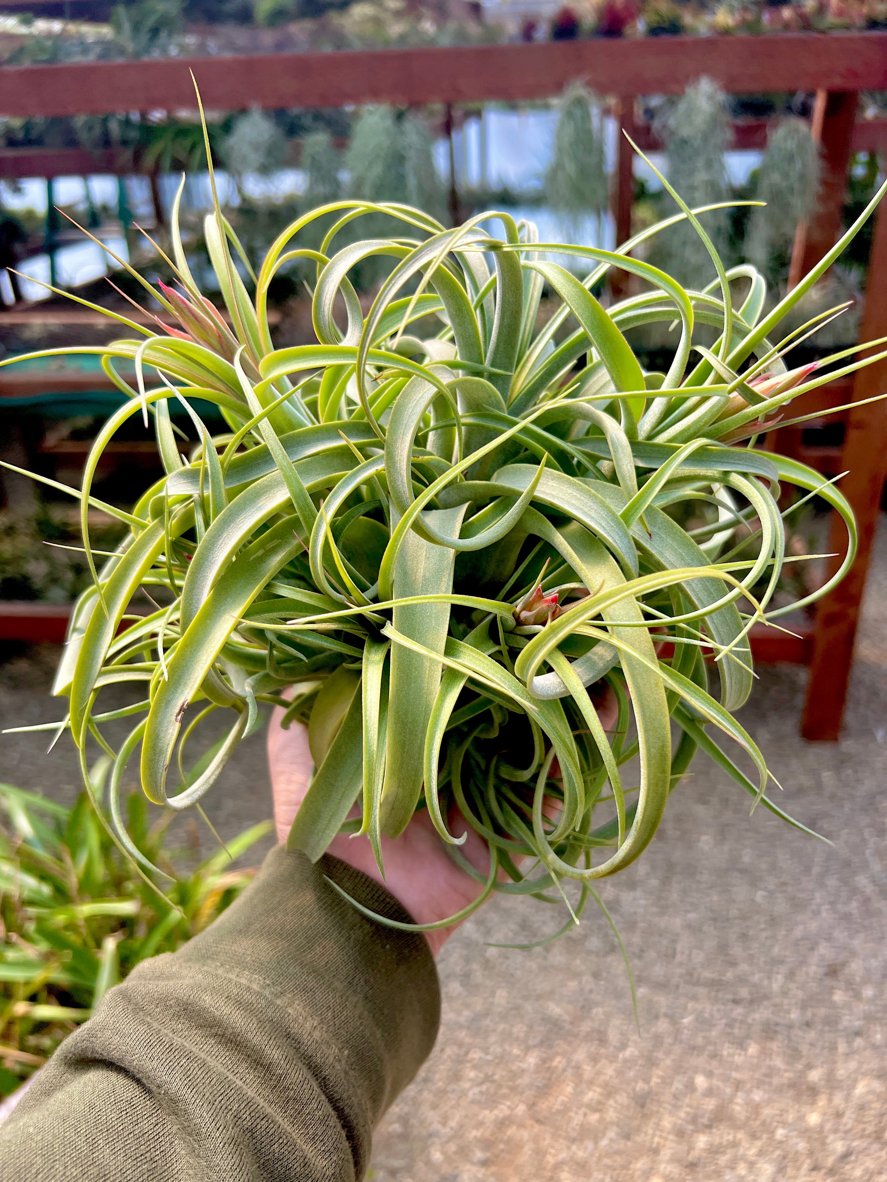 Elisa Clump <br> (Concolor x Streptophylla)
