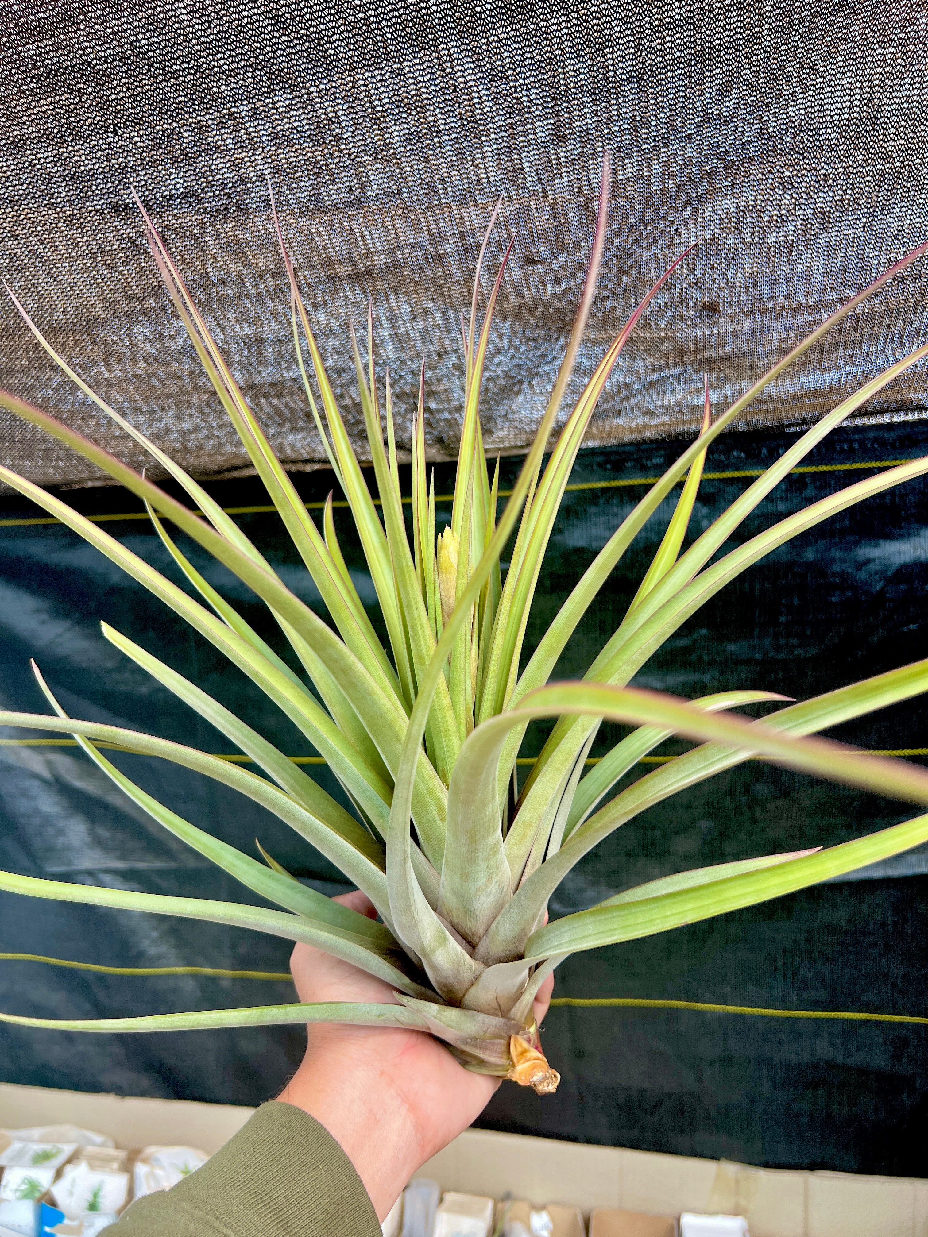 コレクターズスペシャル(2018/11/23更新) – Air Plant Hub