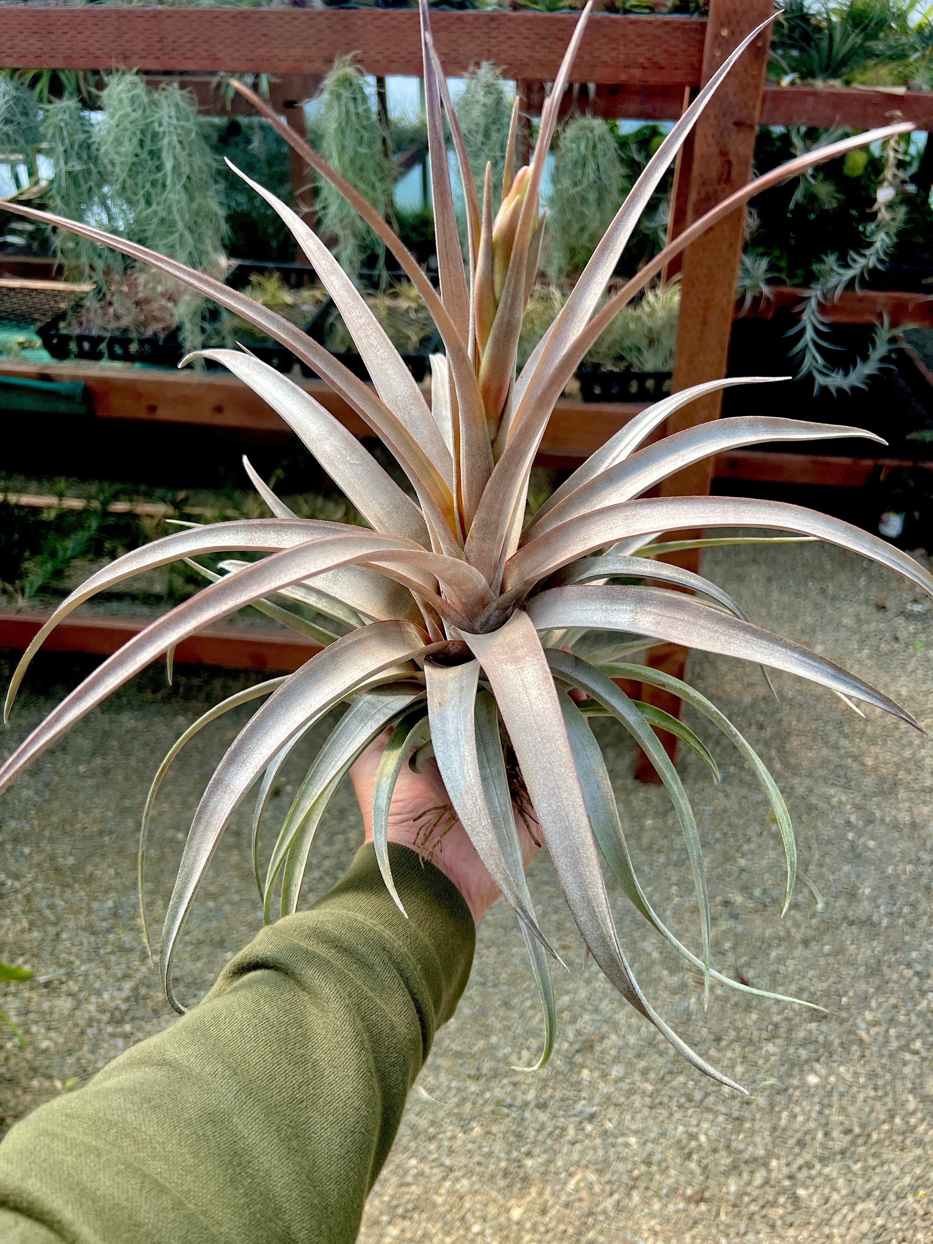 T. ‘Tommy Roberts’