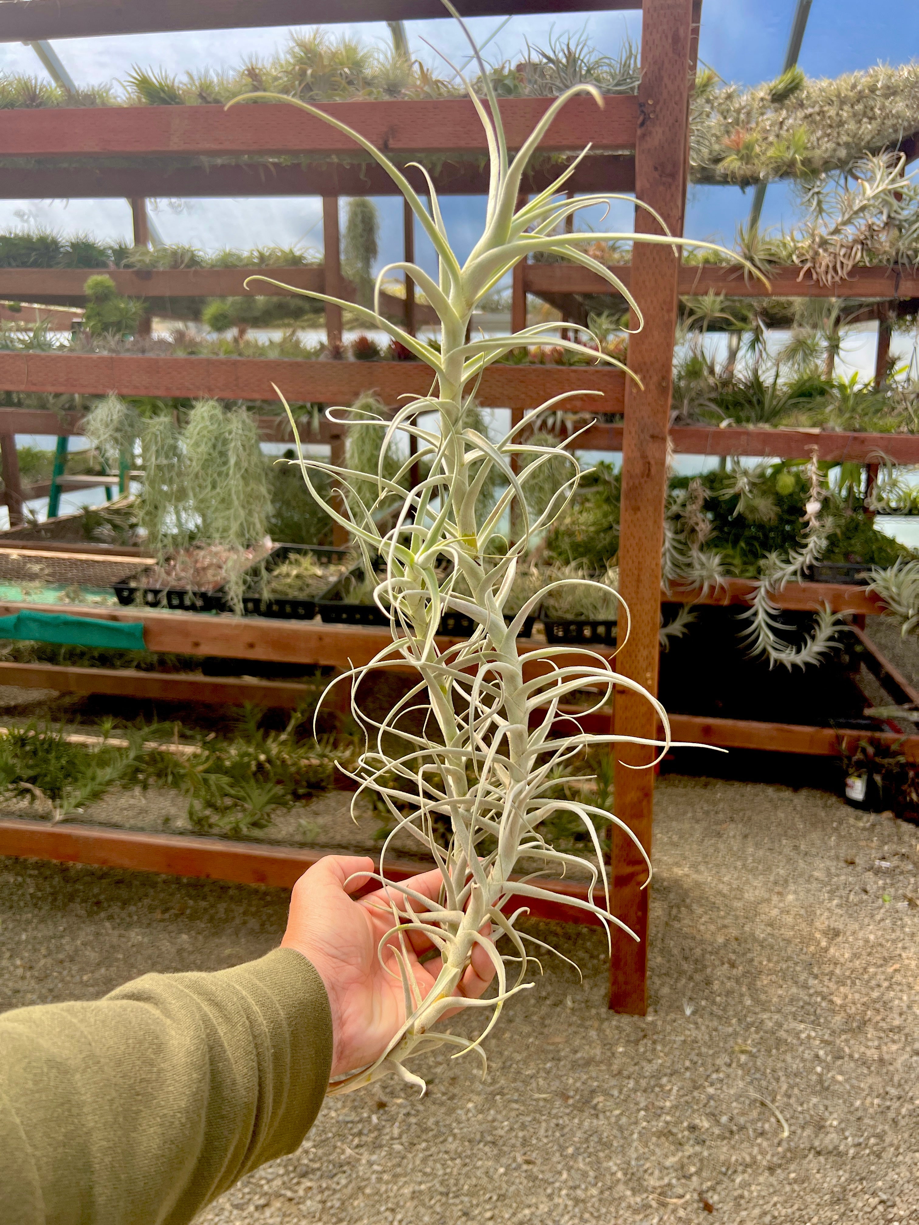 コレクターズスペシャル(2018/11/23更新) – Air Plant Hub