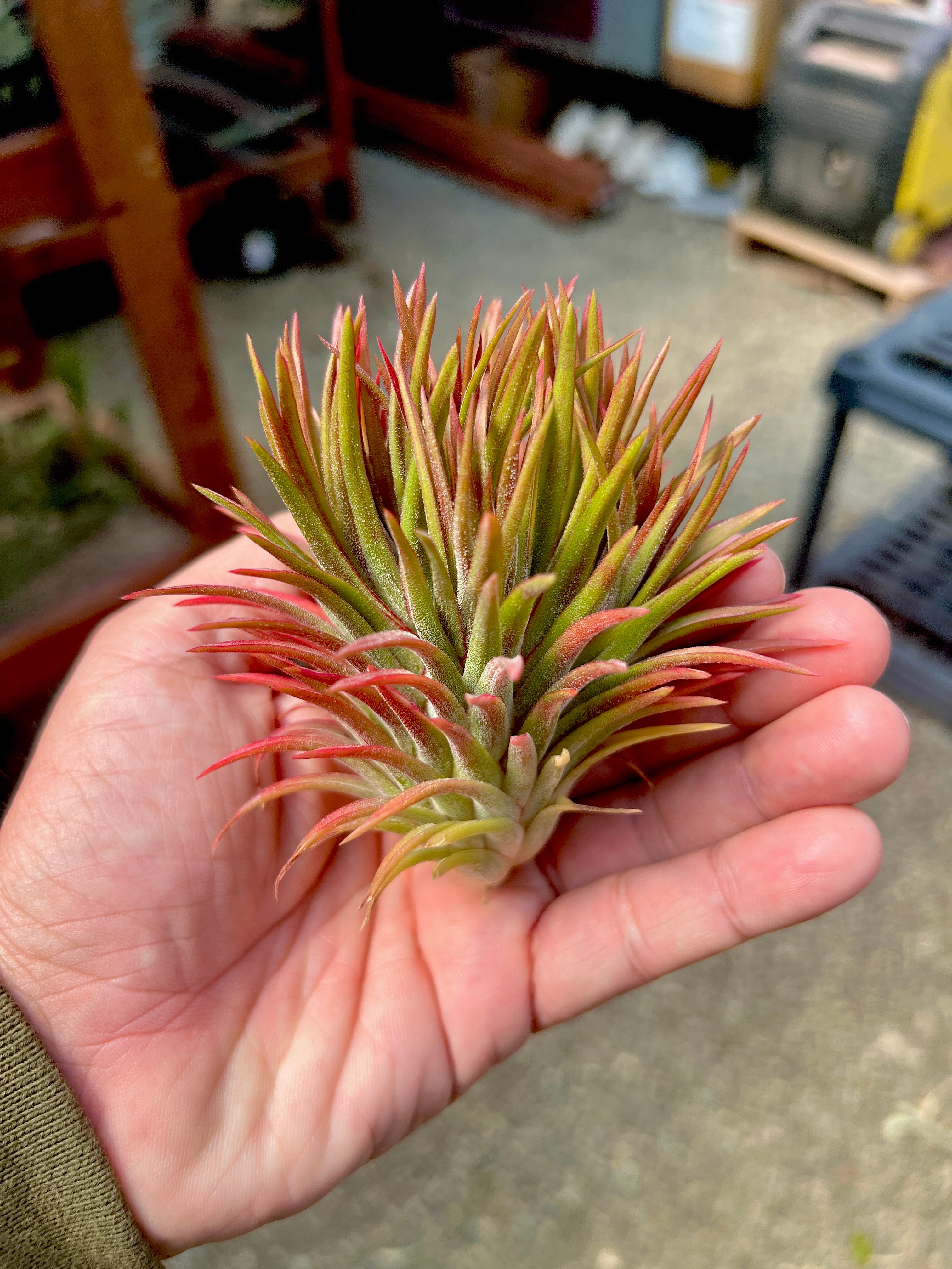 Rare / Premium Ionantha Selections Pt. 2 <br> (Exact Plant Pictured) <br>*NEW Plants Added 5/07/26*