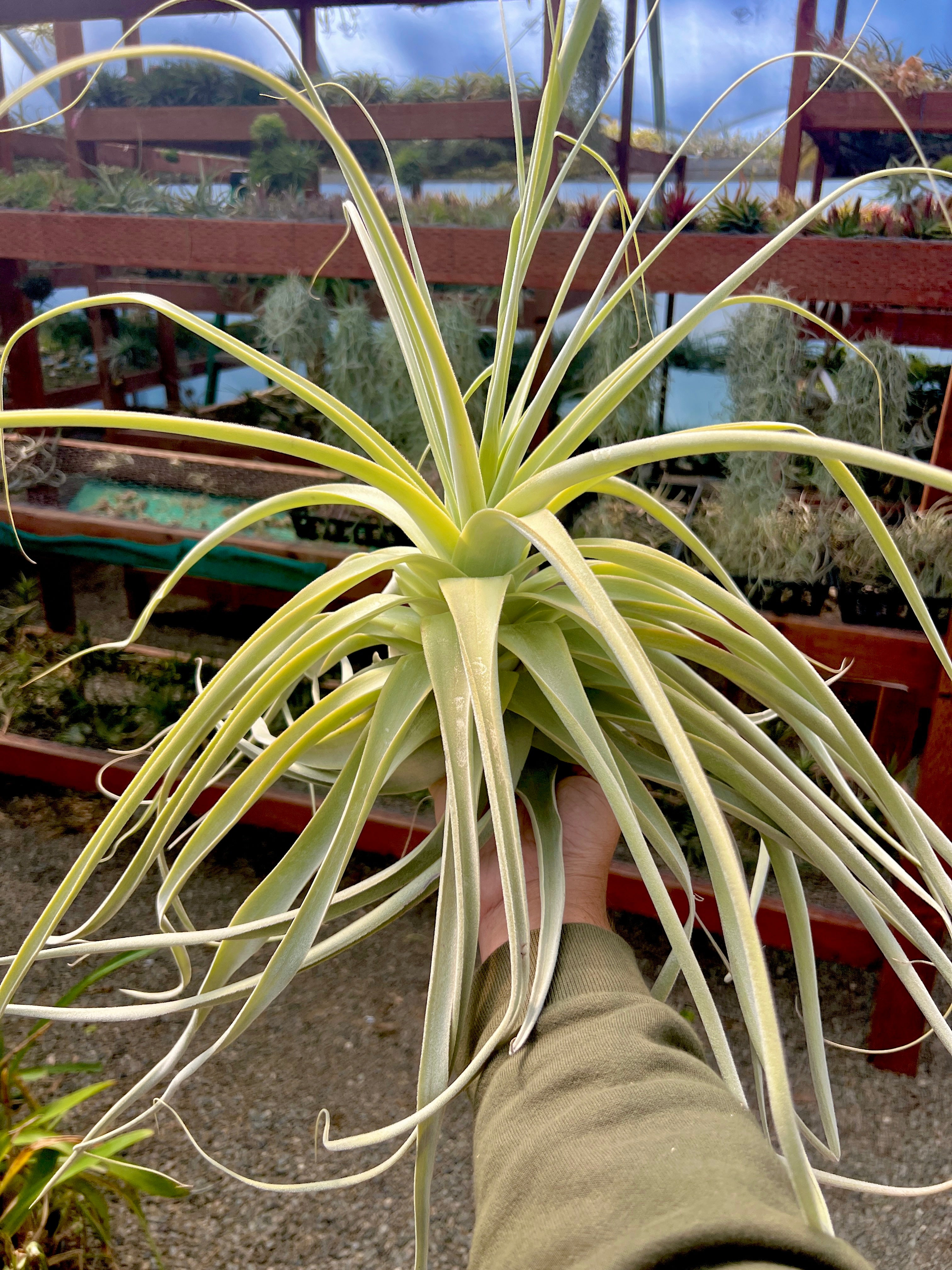 straminea air plant Straminea Fuzzy Giant