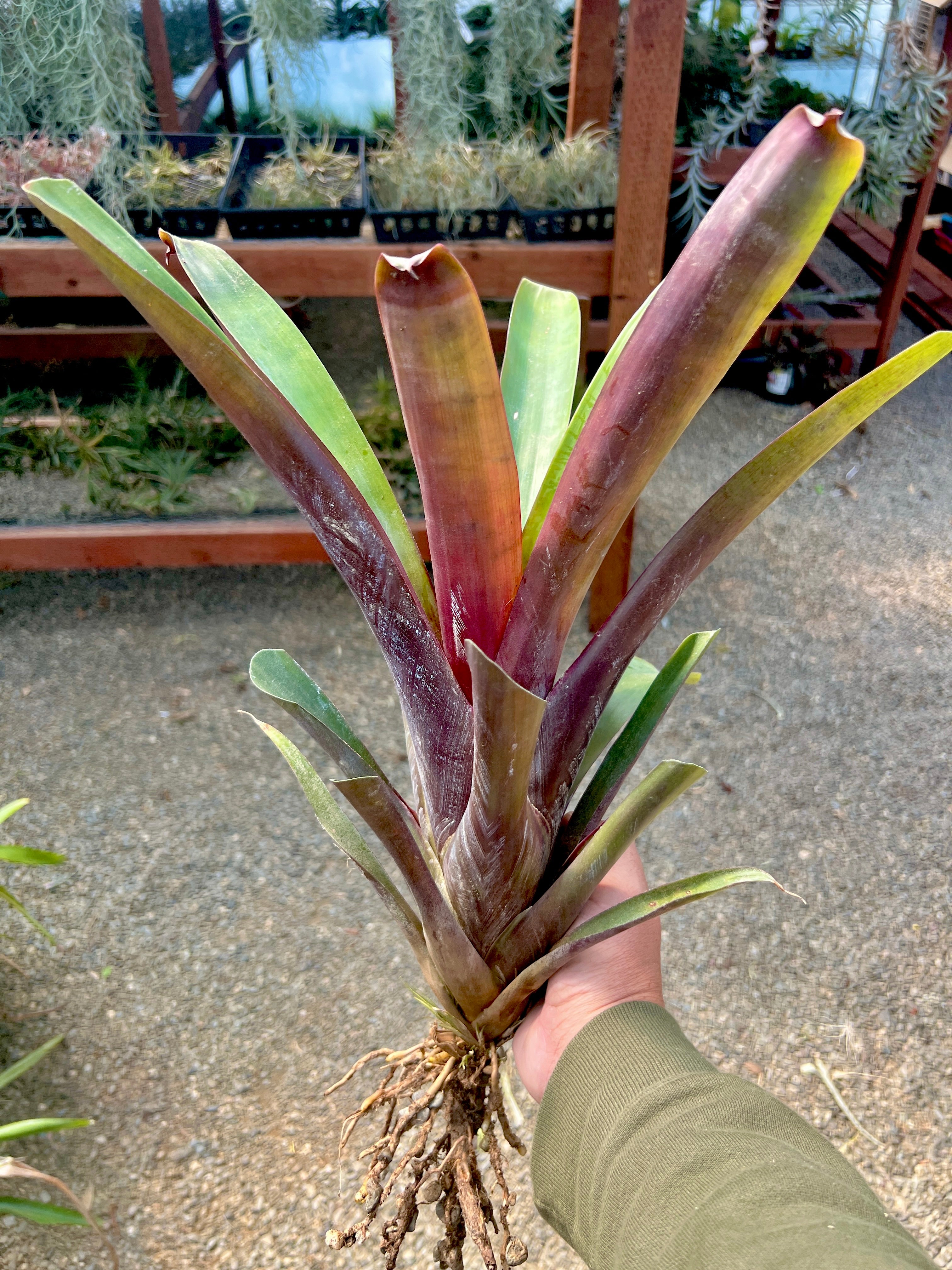 Krukoffiana (Can Grow 2+ Feet!) – Air Plant Hub