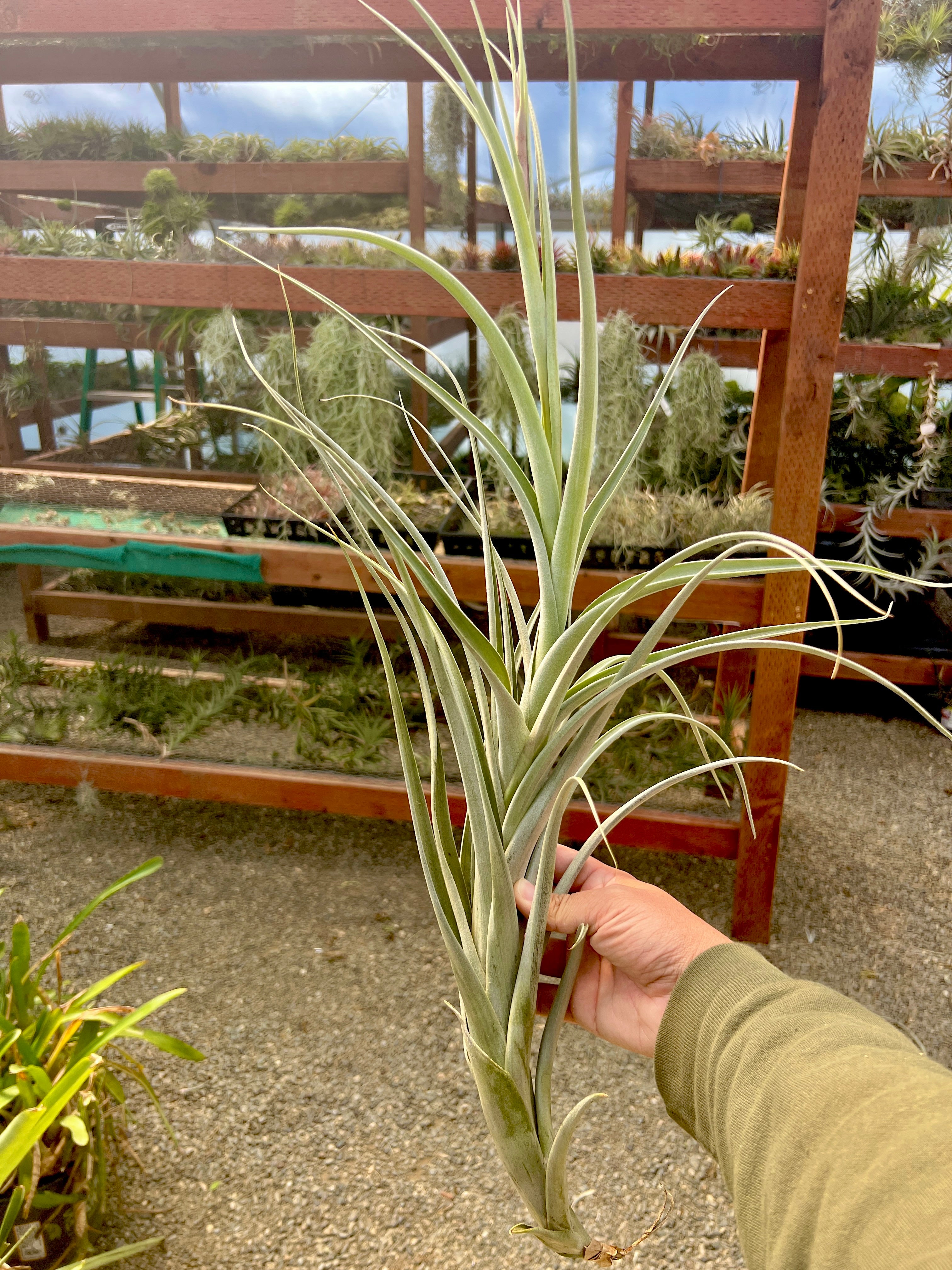 コレクターズスペシャル(2018/11/23更新) – Air Plant Hub