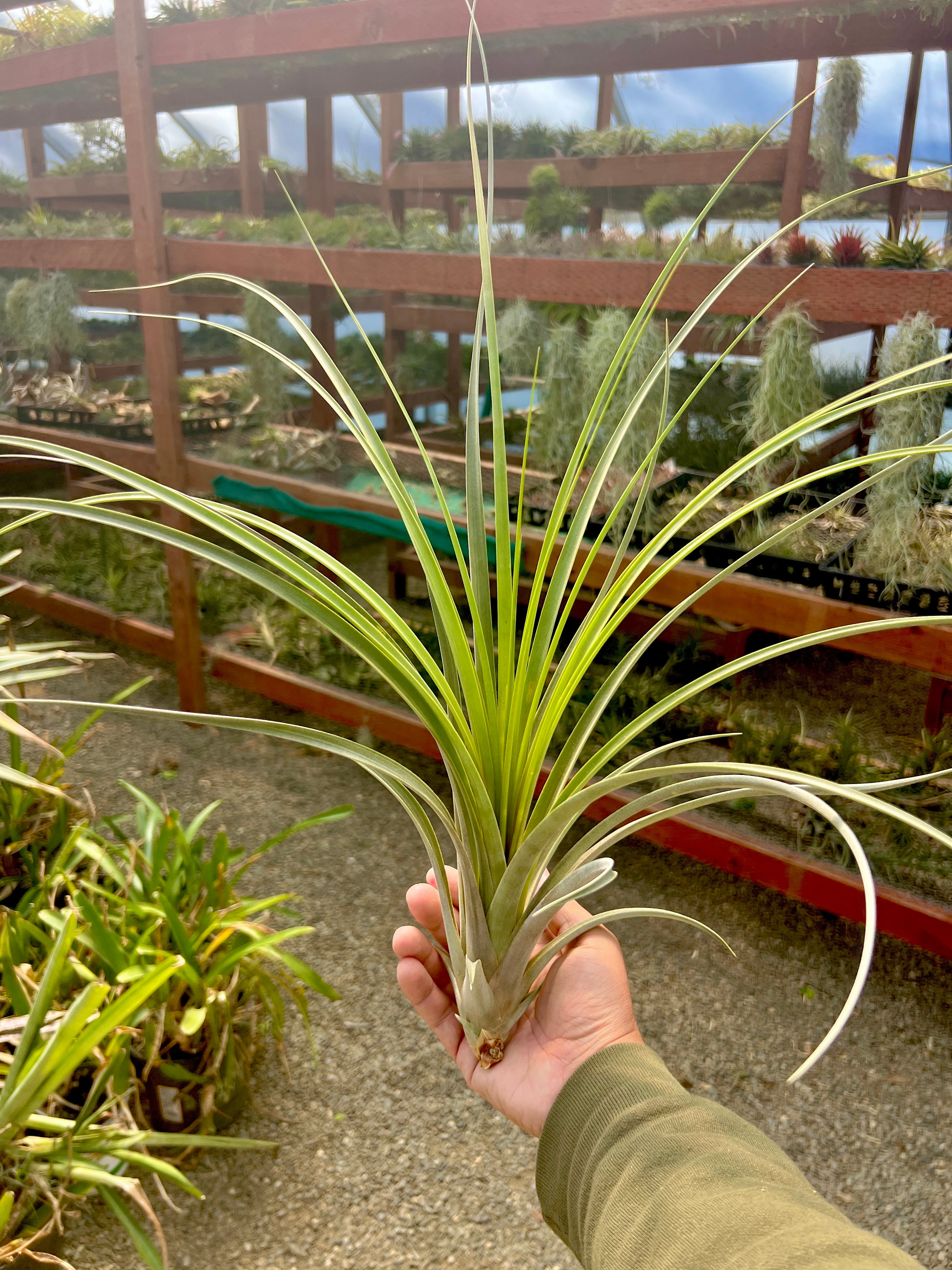 コレクターズスペシャル(2018/11/23更新) – Air Plant Hub