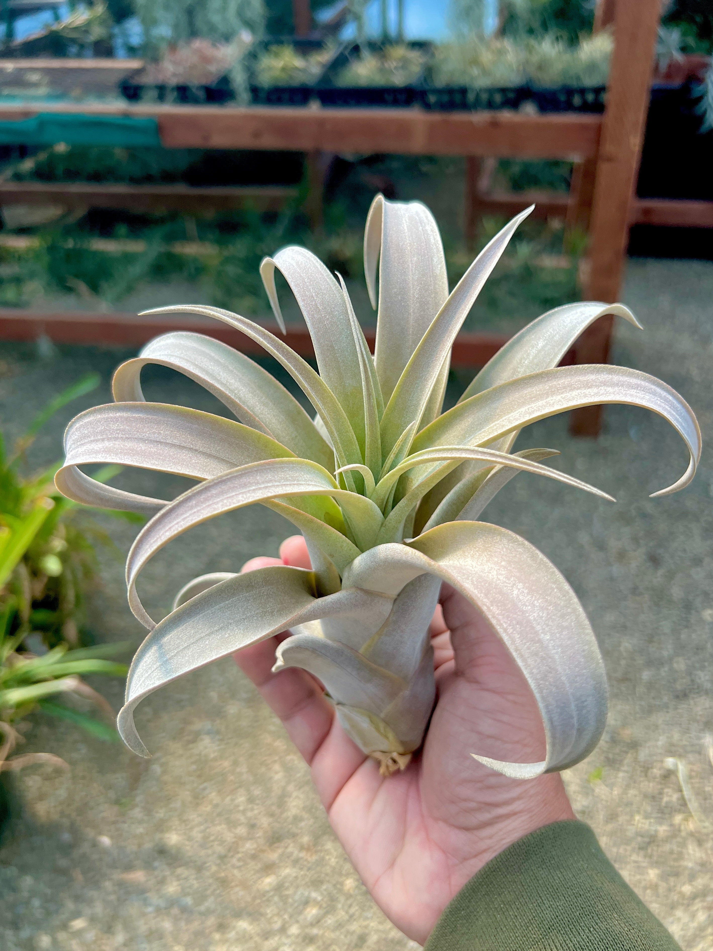 Ice Queen <br> (Chiapensis x Ice Orange) <br> *Special Release*