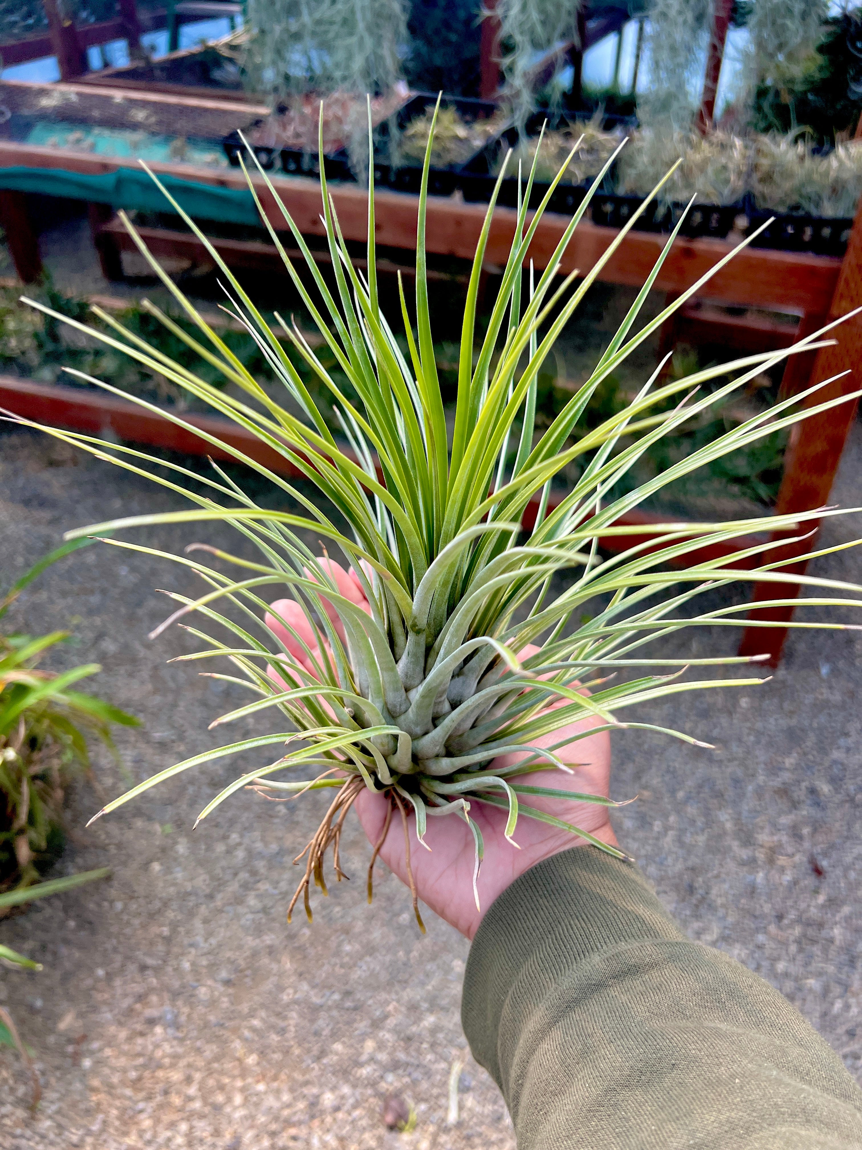 Socialis <br> (Rare Species) <br> *Top Pick*