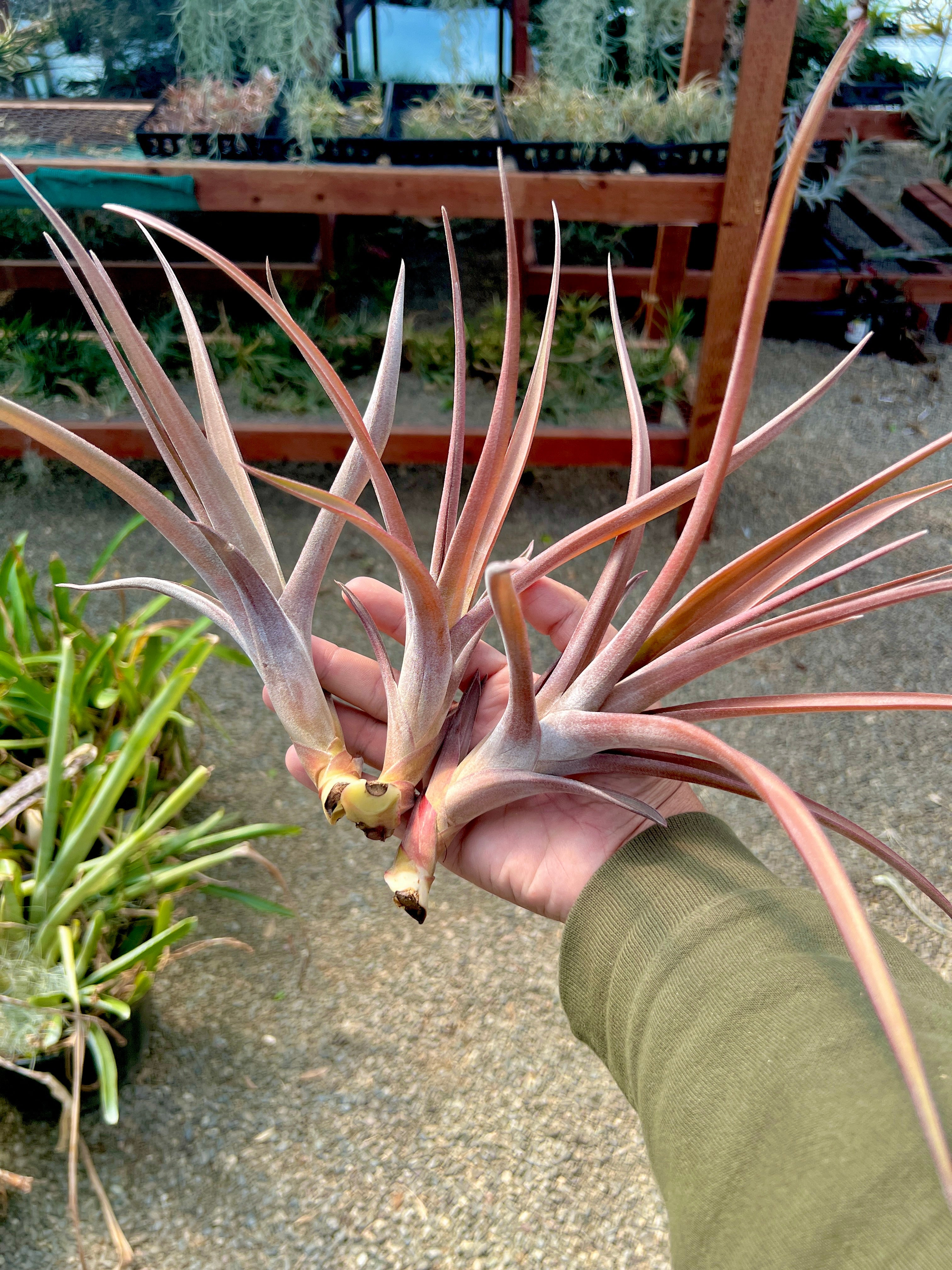 Novakii Giant <br> (BURGUNDY PUPS!)