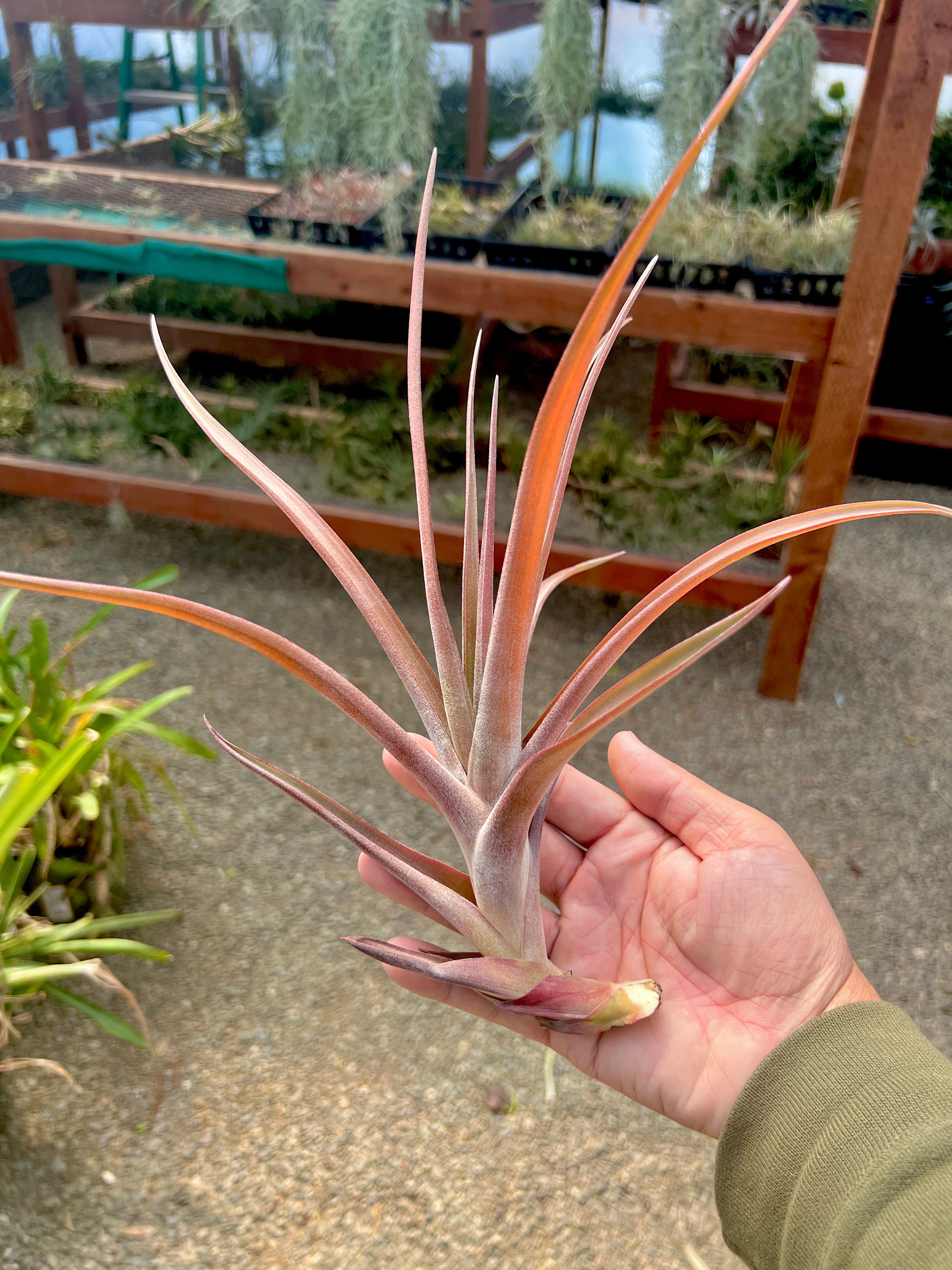 Novakii Giant <br> (BURGUNDY PUPS!)