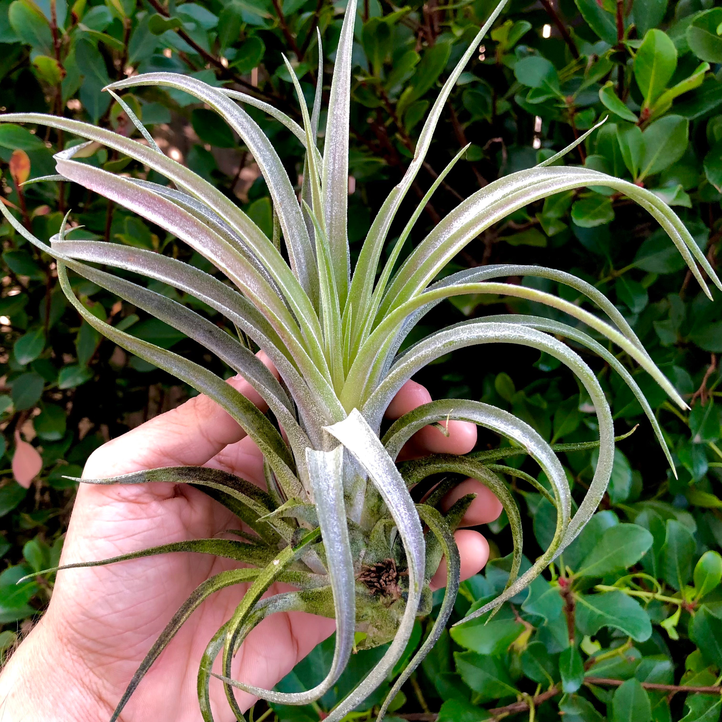 Screwball (Chiapensis x Velutina) <br> *SALE!*