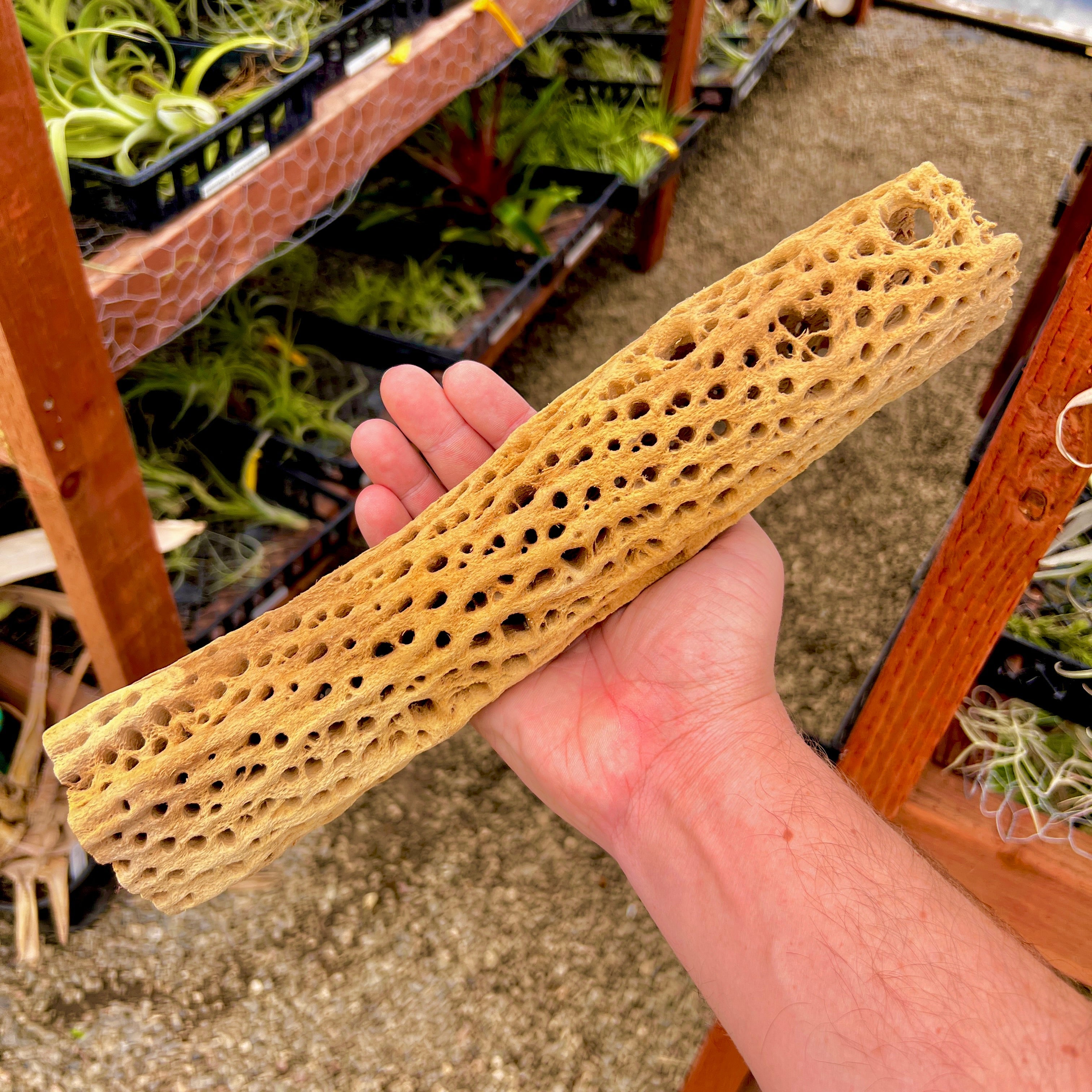 Sandblasted Cholla Wood <br> 12” Long (Wood Only)