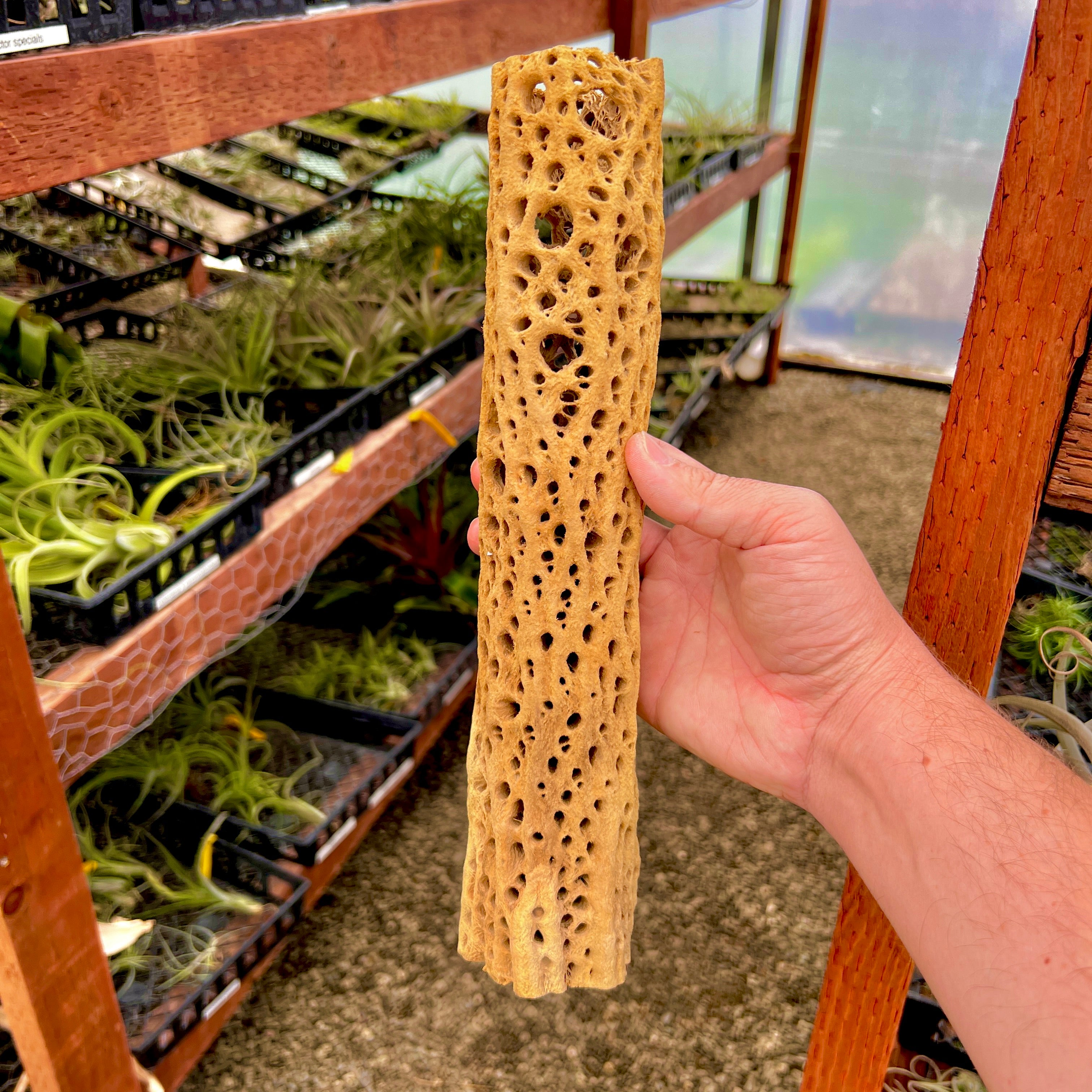 Sandblasted Cholla Wood Display <br> 12” Long (Wood + Air Plant)